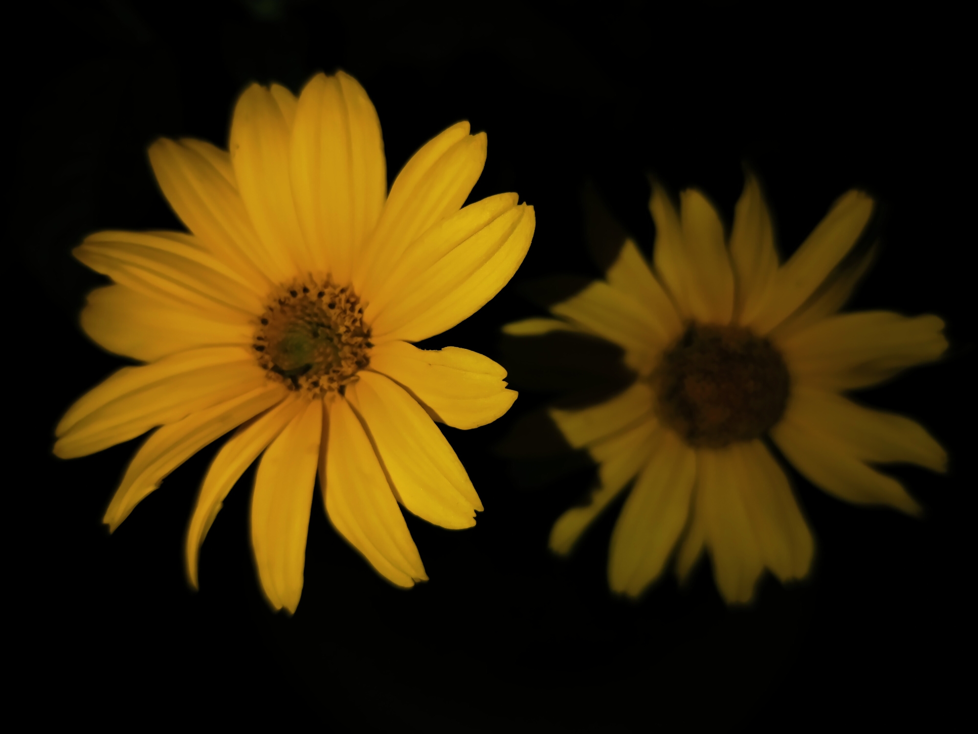 Two yellow flowers are pictured against a black background. The flower on the left is in sharp focus, displaying its bright yellow petals and dark, textured center. The flower on the right is out of focus, appearing as a softer, more muted yellow shape, possibly a reflection or a second flower positioned behind the first. The lighting emphasizes the vibrant yellow of the petals, creating a dramatic contrast with the dark background. The overall mood is serene and focused on the natural beauty of the flowers. There is no visible text in the image. The location context is Horishni Plavni, Ukraine.