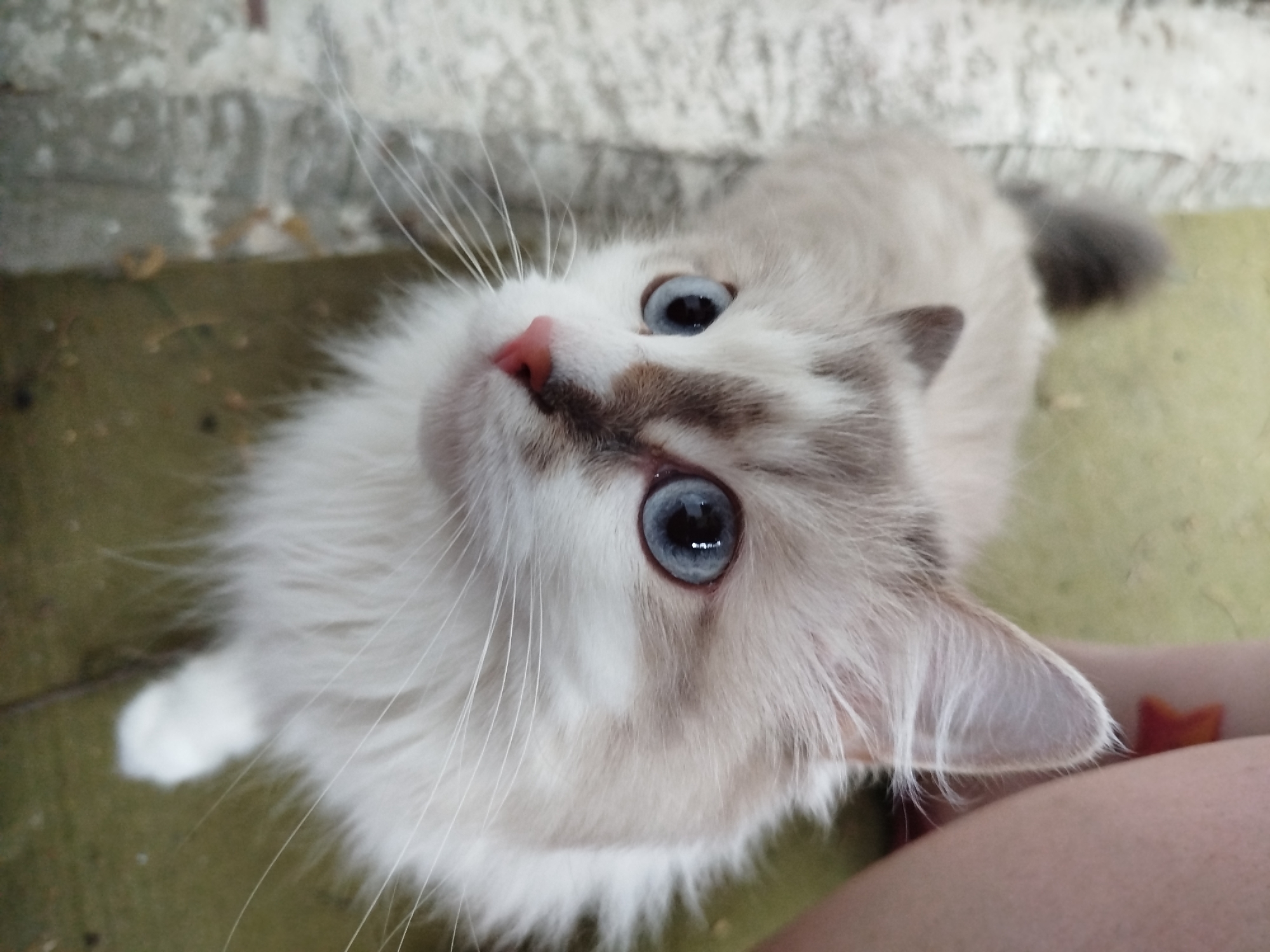 A fluffy, white and tan cat with striking blue eyes looks up at the camera. The cat has a pink nose and long white whiskers. The background is a blurry mix of green and gray, suggesting an outdoor setting. Part of a person's leg with a small, indistinct red mark is visible in the lower right corner of the frame.