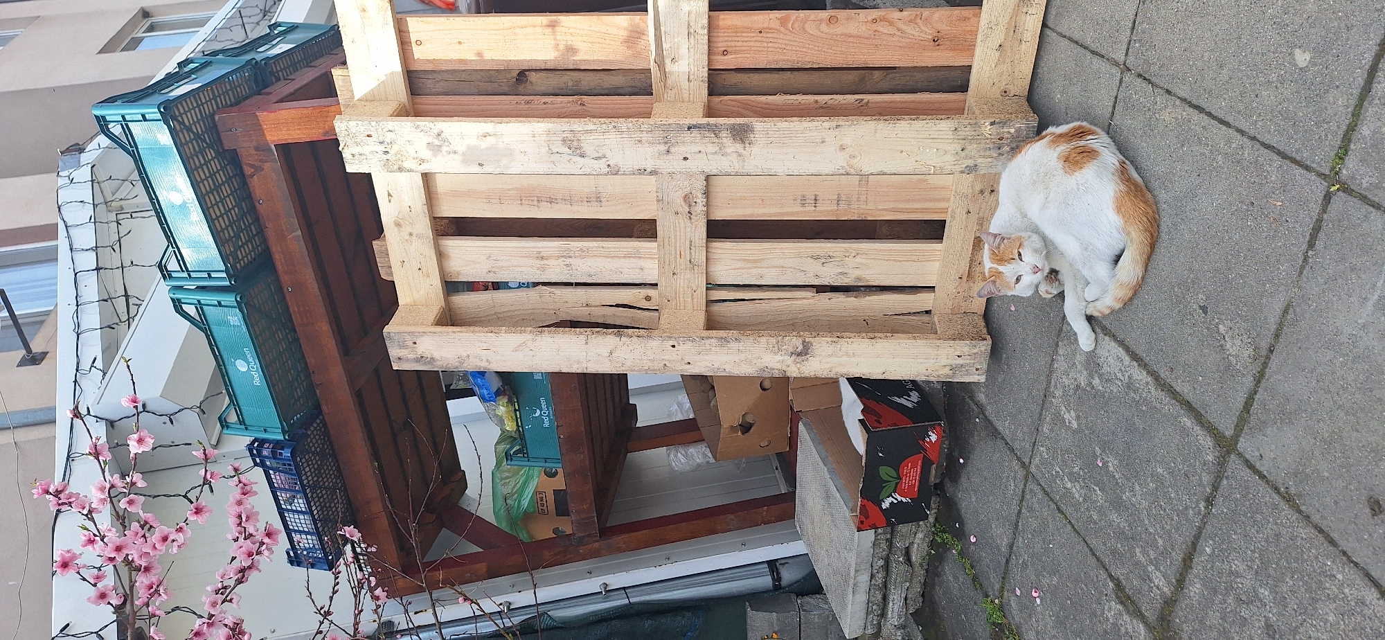 The image shows a residential scene likely taken in the city of Blagoevgrad, Bulgaria. A white and orange cat is lying on a tiled surface next to a wooden pallet. The pallet is sitting on top of other objects, including brown cardboard boxes and a plastic crate with "Red Queen" visible on the side. In the background, there are stacked green crates and a building façade with a flowering cherry tree.