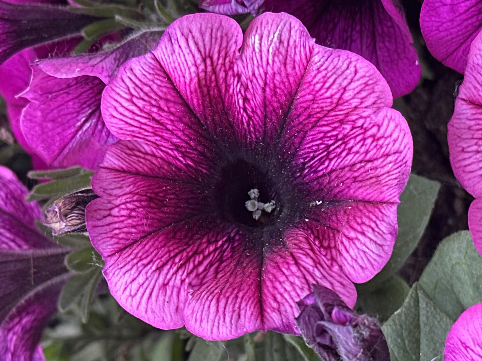The image displays a close-up, top-down view of a single, vibrant magenta-purple flower, consistent with a Petunia, centered prominently within the frame. The flower's five distinct petals exhibit pronounced darker linear venation radiating from the corolla's deeply pigmented, almost black-purple throat. Within this dark central aperture, several small, off-white, granular structures are discernible. The petal surfaces possess a slightly textured appearance, with minimal particulate residue present on the darker central region. Out-of-focus elements in the background and periphery include blurred green foliage and indistinct segments of additional magenta-purple flowers. A partially desiccated or undeveloped floral component is visible towards the upper-left margin of the primary flower. No contextual details, landmarks, or identifying features are present within the visual information to establish a specific geographical location, including the city of Minsk, Belarus.