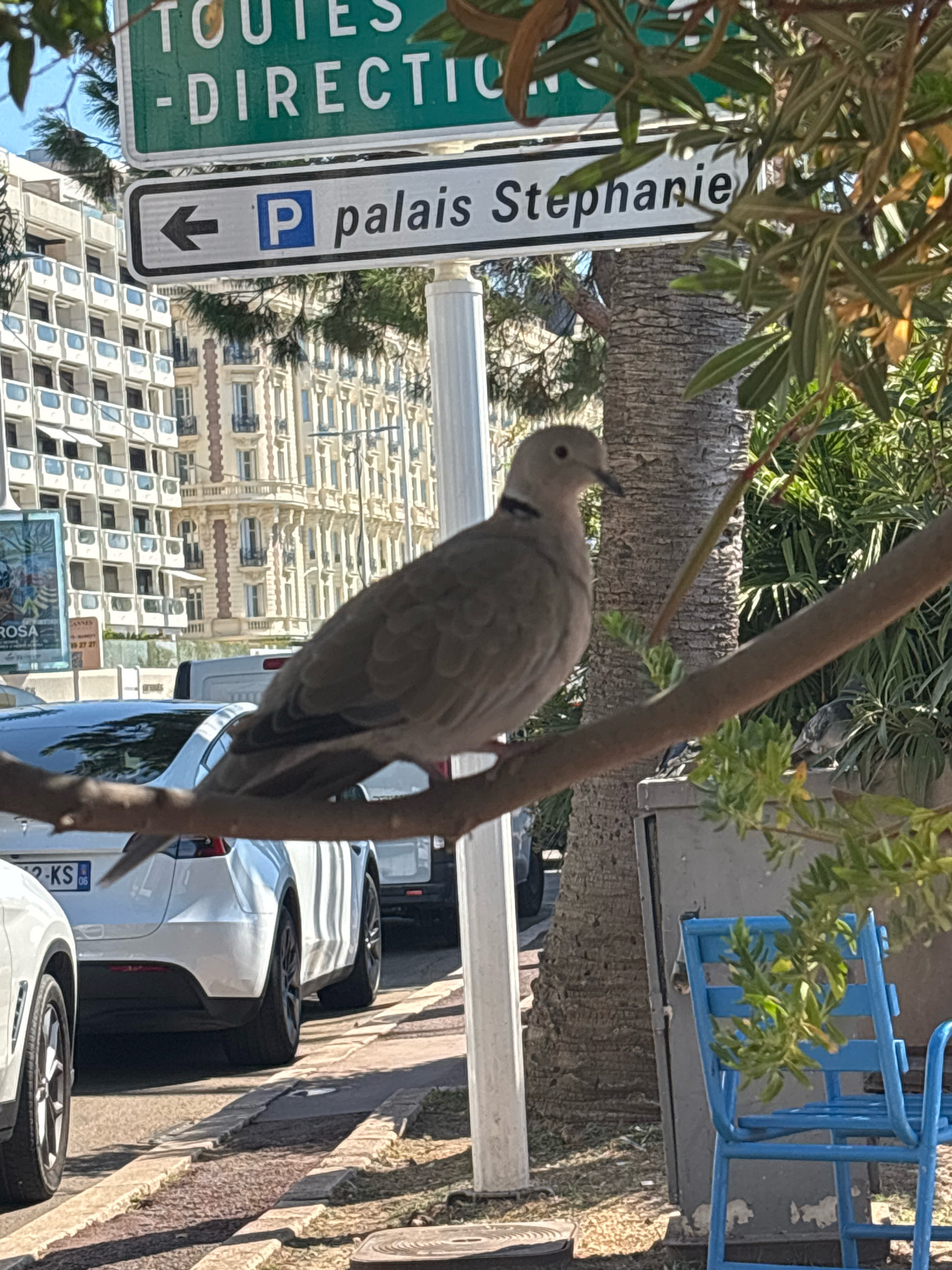 A Eurasian collared-dove is perched on a tree branch in front of a street sign that reads "Palais Stephanie" and has a parking symbol. In the background, there are buildings, cars, and lush greenery. A blue chair is visible on the right side of the image. The scene appears to be in a city, likely in a Mediterranean climate, given the palm tree and the style of the buildings. The dove is facing left, and its feathers are a light gray-brown. The street sign is white with black lettering and a blue parking symbol. The buildings are light-colored with many windows, and the cars are modern.