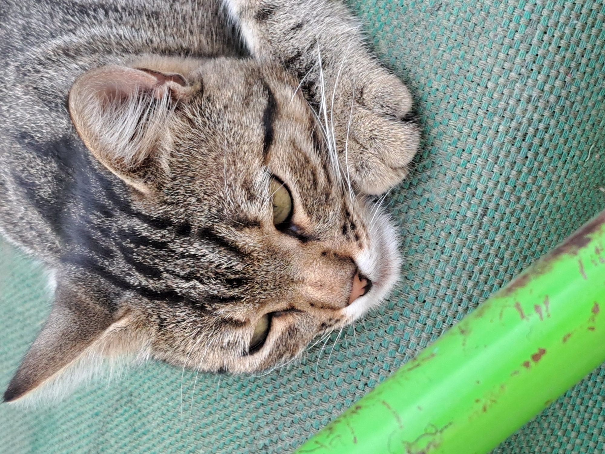 A close-up, eye-level shot shows a tabby cat lying on its side on a green, woven surface. The cat's head is tilted downwards, with its eyes partially closed and facing towards the left of the frame. Its front paws are tucked under its chin. A bright green object with red scuff marks, possibly a pipe or rod, runs diagonally across the lower left portion of the image. The background is the textured green surface.