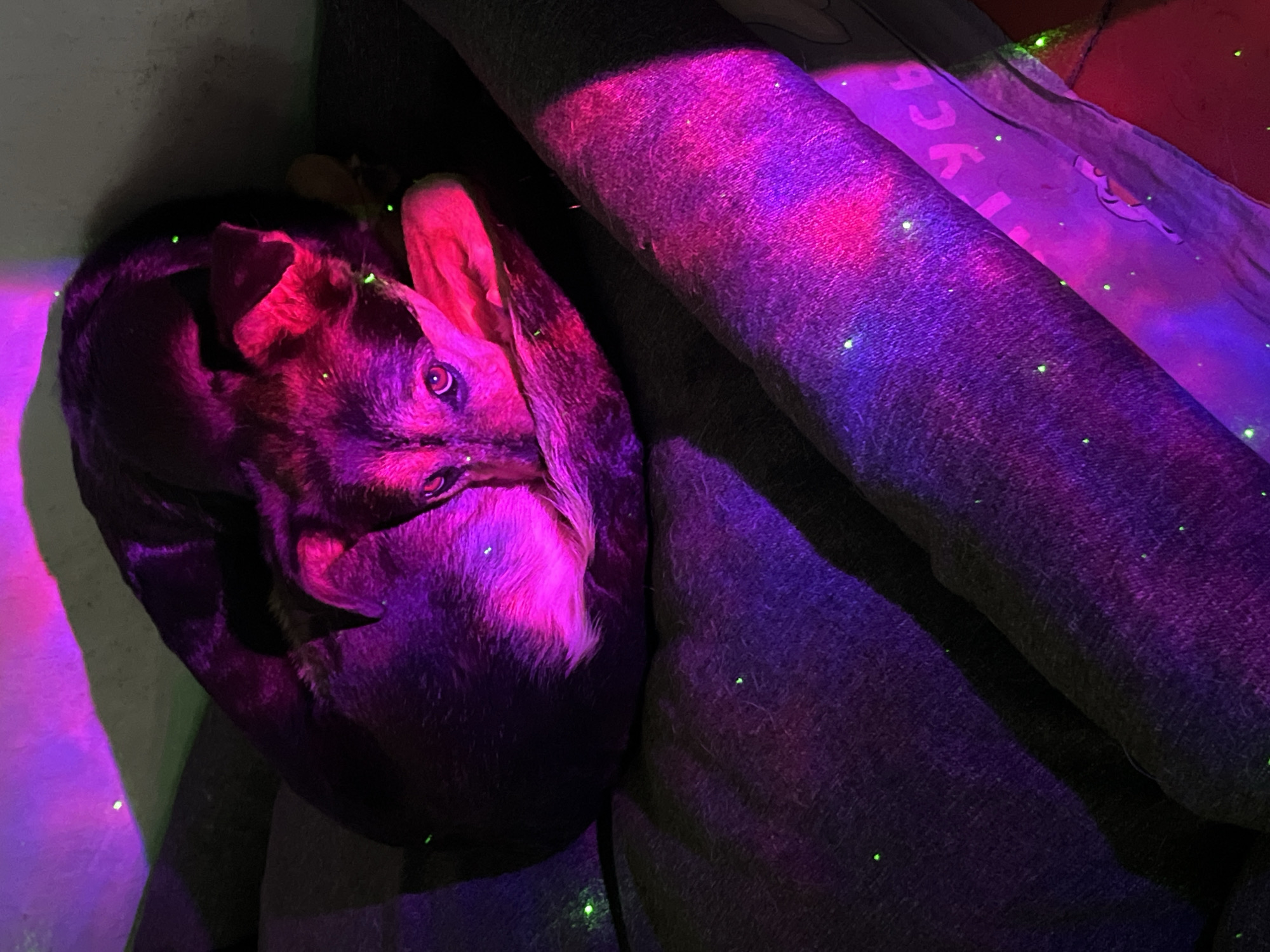 A dog is curled up on a gray couch in a dimly lit room. The dog is mostly dark-colored with pink lighting highlighting its ears and face. The couch has a rolled-up cushion. There are small green lights scattered throughout the scene. No information about the location in Nizhny Tagil, Russia, is discernible.