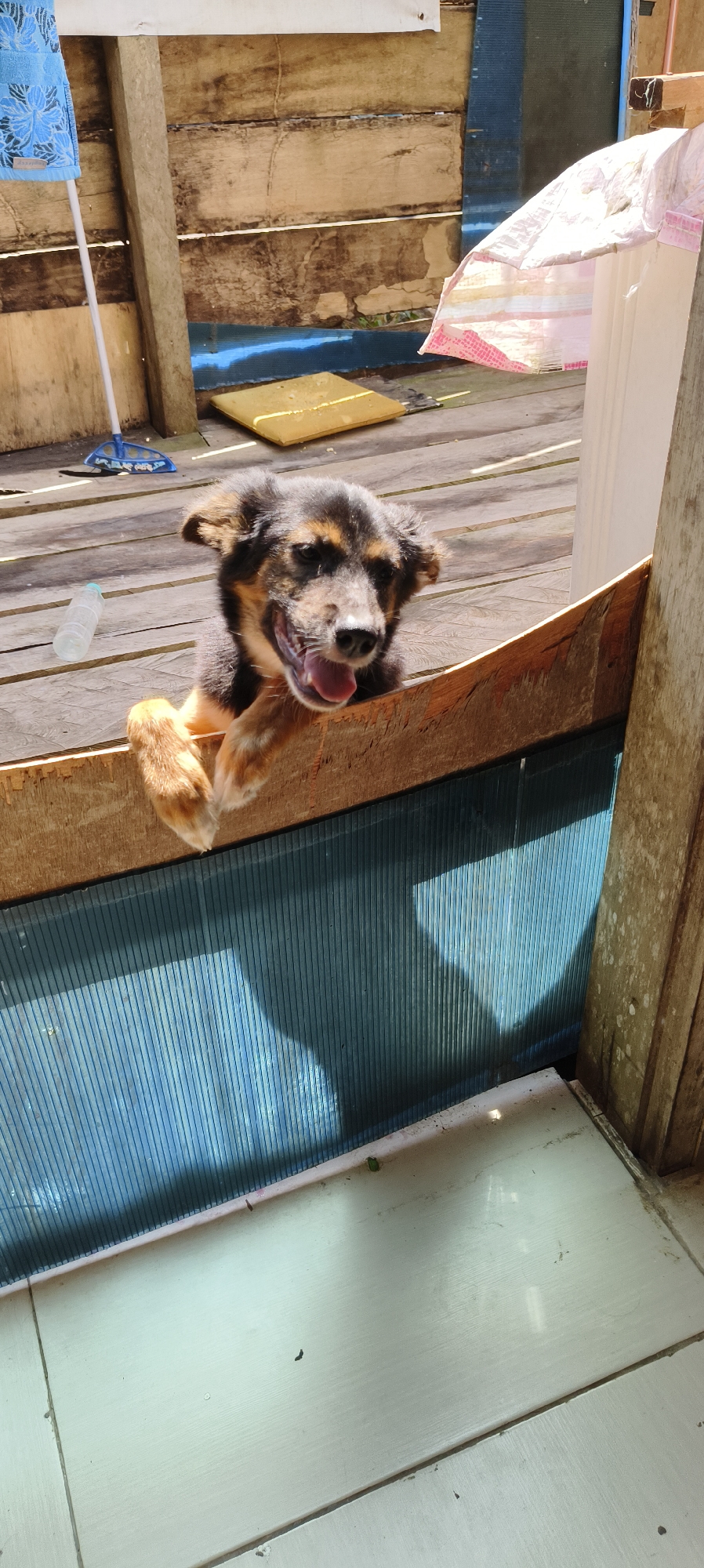 In Waisai, Indonesia, a small brown and black dog with its mouth open and tongue visible is peering over a wooden partition. Its front paws are resting on the top edge of the partition, and its body is mostly obscured by the partition. The dog appears to be looking at the camera. The partition is made of rough-hewn wood and has a blue, ribbed paneling underneath it. In the background, there are wooden planks, a blue mop with a white handle, a clear plastic bottle, and a yellow mat. A white and pink striped fabric hangs in the upper right corner. The ground appears to be made of light-colored tiles. The overall scene suggests an outdoor or semi-outdoor setting.