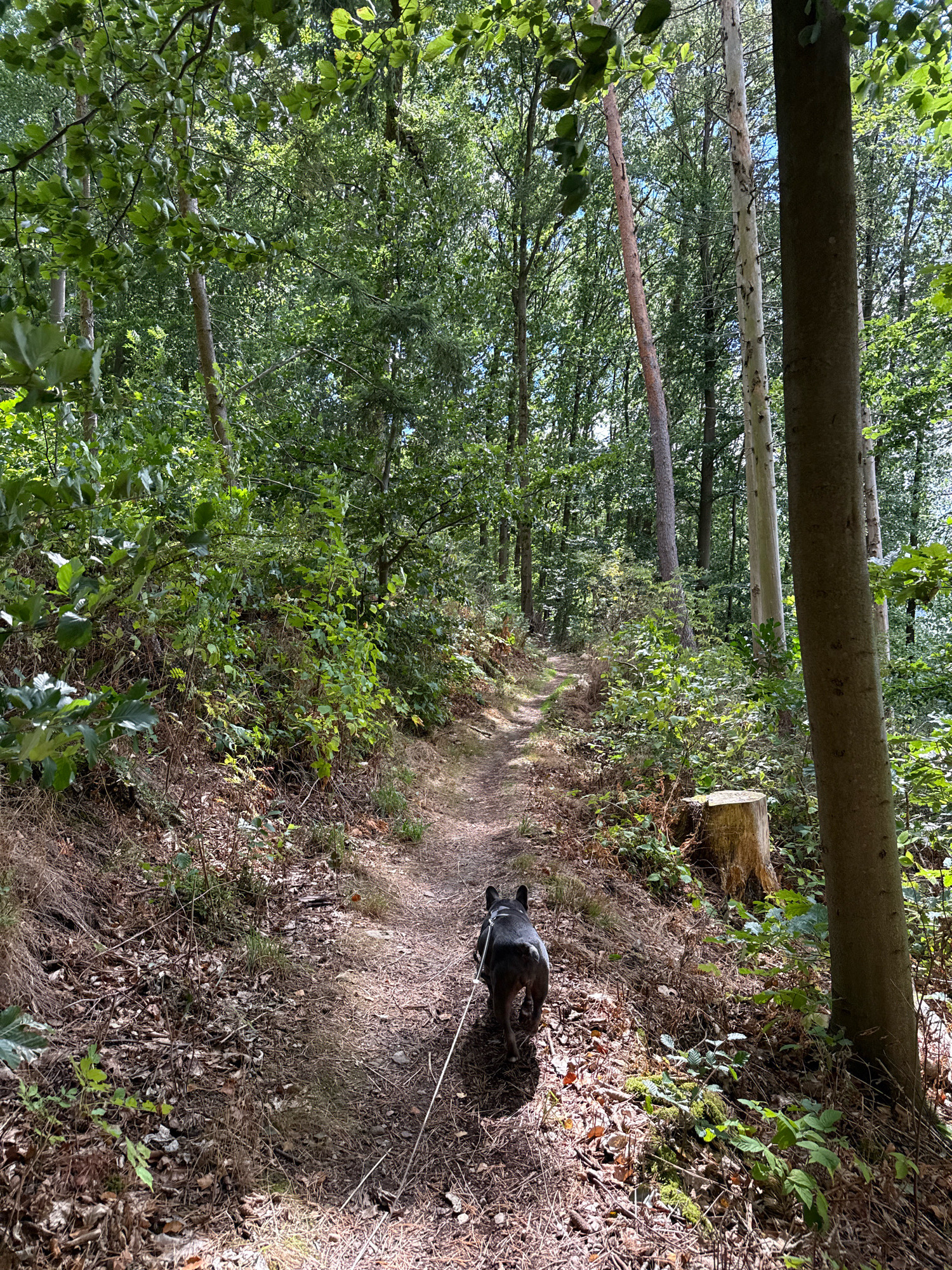 A French bulldog is walking on a dirt path in a forest. The dog is wearing a gray harness and is attached to a white leash. The dog is walking away from the camera and is in the lower center of the image. The path is surrounded by trees and foliage. The trees are tall and thin, with green leaves. The foliage is thick and green, with some dry leaves on the ground. The ground is covered with dirt, dry leaves, and some moss. The sun is shining through the trees, creating dappled light on the path. The image appears to have been taken in Bad Sachsa, Germany.