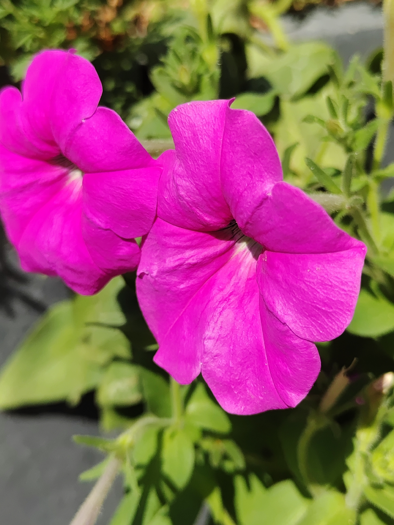 This is a close-up, eye-level, outdoor, natural light photograph of two vibrant pink petunia flowers in full bloom. The flowers are the primary subjects, filling most of the frame. The flower on the right is slightly larger and more in focus, showcasing its ruffled petals with delicate veins. The flower on the left is partially visible, its petals also displaying a rich pink hue. The background consists of blurred green foliage and some darker, out-of-focus elements that suggest a garden or planter setting. There are no people or any urban features visible in the image. The image does not contain any information that allows for the determination of its location in Tashkent, Uzbekistan.