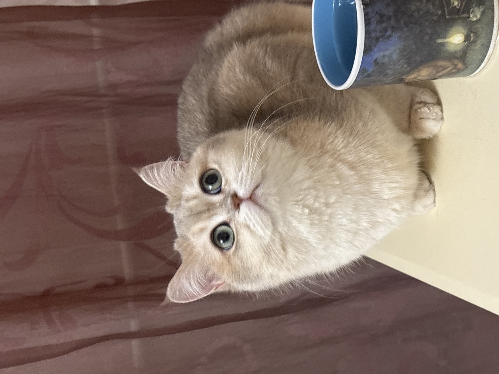 A tan cat with large green eyes is looking up at the camera. The cat is sitting on a beige surface next to a blue and black mug. The background appears to be a dark brown fabric or surface. The photo was taken in a tilted orientation, with the left side of the frame lower than the right. Without further information, it's not possible to confirm if the image was taken in Chaikovsky, Russia.