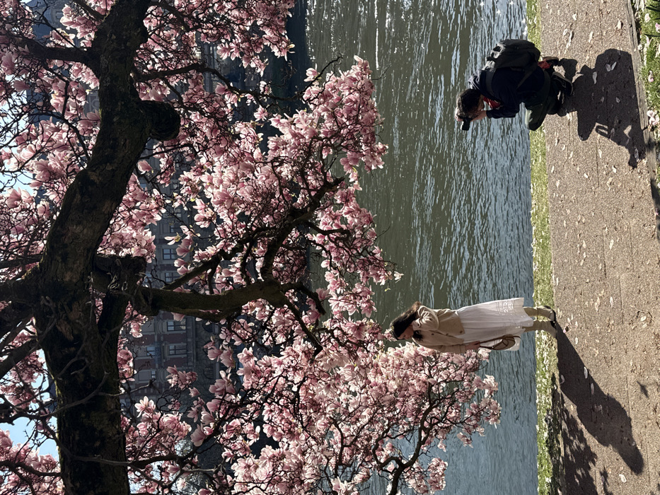 The image depicts an outdoor scene along a riverbank in Strasbourg, France, during daylight hours, likely springtime. A large magnolia tree, heavy with pink blossoms, occupies the upper two-thirds of the frame, its dark branches and flowering canopy framing the scene. Through the branches and above the river, a large, ornate historic building, identified as the Palais du Rhin, is visible in the background.
In the mid-ground, a woman stands on a paved path to the left of center, facing slightly right and looking away from the camera. She wears a beige cardigan, a long white skirt or dress, and light-colored boots, carrying a light-colored handbag in her left hand. Her right hand is raised near her neck/hair. To her right and further into the foreground, a man is crouched on the paved path, aiming a black digital camera (likely a DSLR or mirrorless) towards the woman. He wears a dark jacket, dark trousers, and a dark backpack.
The river, with dark, rippled water, flows behind the subjects. The paved path exhibits patches of sunlight and shadow, with scattered fallen petals or leaves. A strip of green grass separates the path from the river's edge. Strong sunlight casts distinct shadows of the subjects and tree branches onto the path.