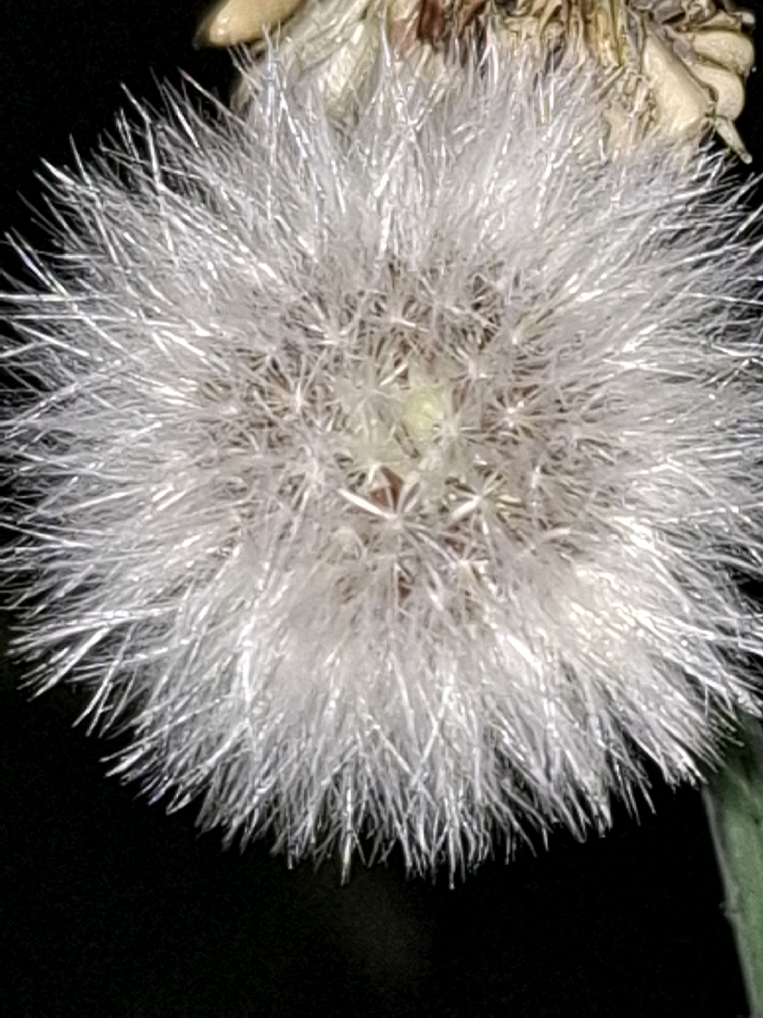 A close-up, high-angle shot captures a white, fluffy dandelion seed head against a dark, blurred background. The seed head is spherical and densely packed with numerous fine, feathery filaments radiating outwards. Some of the filaments have a slightly iridescent quality, catching the light. At the top of the seed head, hints of brown and beige dried plant material are visible, possibly the remnants of the original flower. The overall impression is one of delicate, airy texture. No specific location in Almaty, Kazakhstan is depicted.