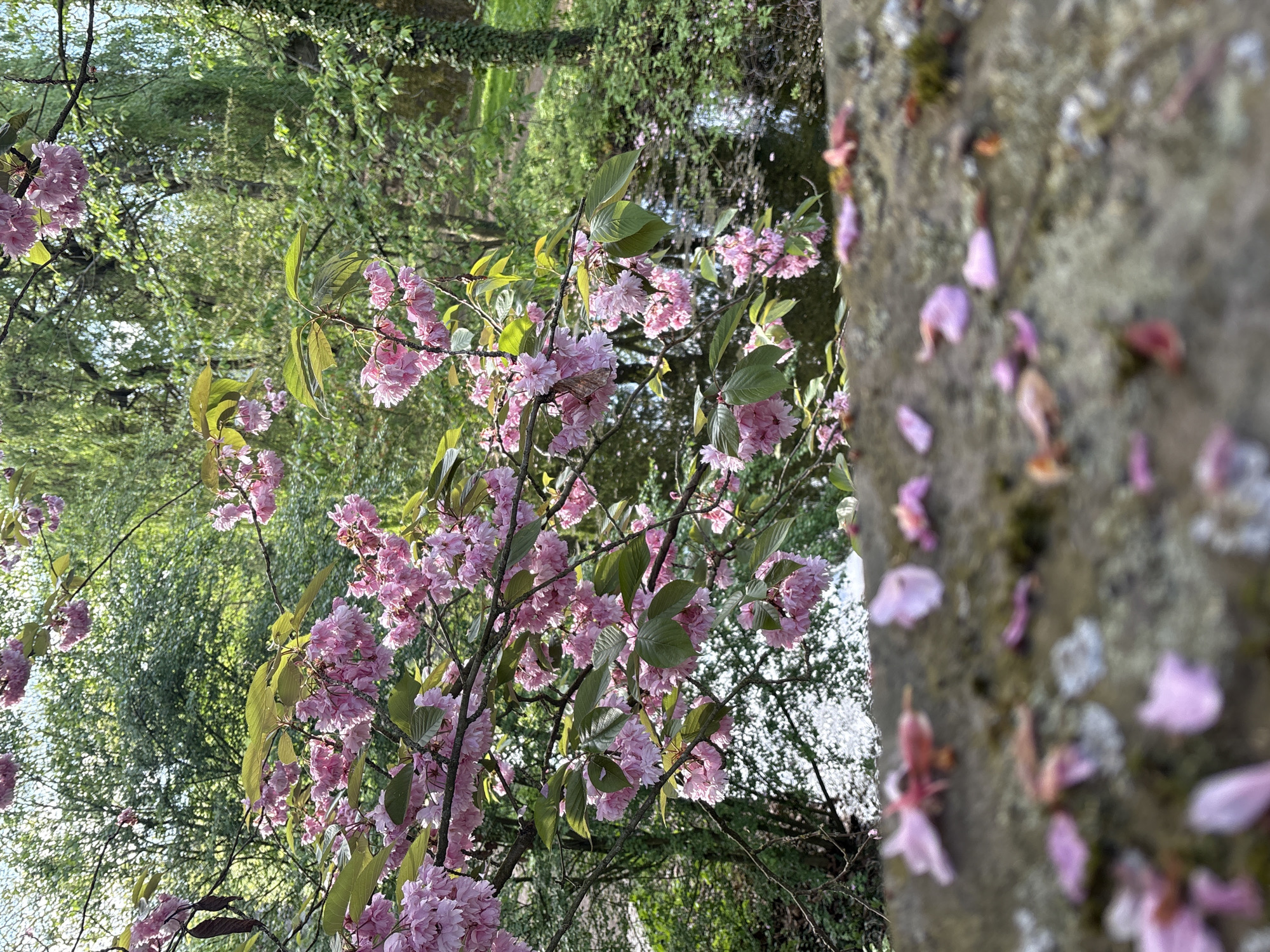 The image depicts a serene springtime landscape, focusing on a vibrant display of pink cherry blossoms under bright daylight. A prominent branch of a cherry tree, laden with abundant clusters of delicate, double-petaled pink flowers and fresh green leaves, extends across the center and left of the frame. A small, light brown moth with subtle wing patterns is subtly perched among one of the blossom clusters.
In the background, a soft blur of lush green foliage from other trees and bushes suggests a natural setting like a park or garden. Glimpses of what appears to be water, possibly a pond or canal, are visible through the distant greenery.
To the right, a heavily blurred, textured stone wall or structure forms the extreme foreground. Its surface is dotted with numerous fallen pink cherry petals and patches of light-colored lichen.
The lighting indicates a clear, sunny day. The scene evokes a sense of tranquil beauty, with no people or visible text.