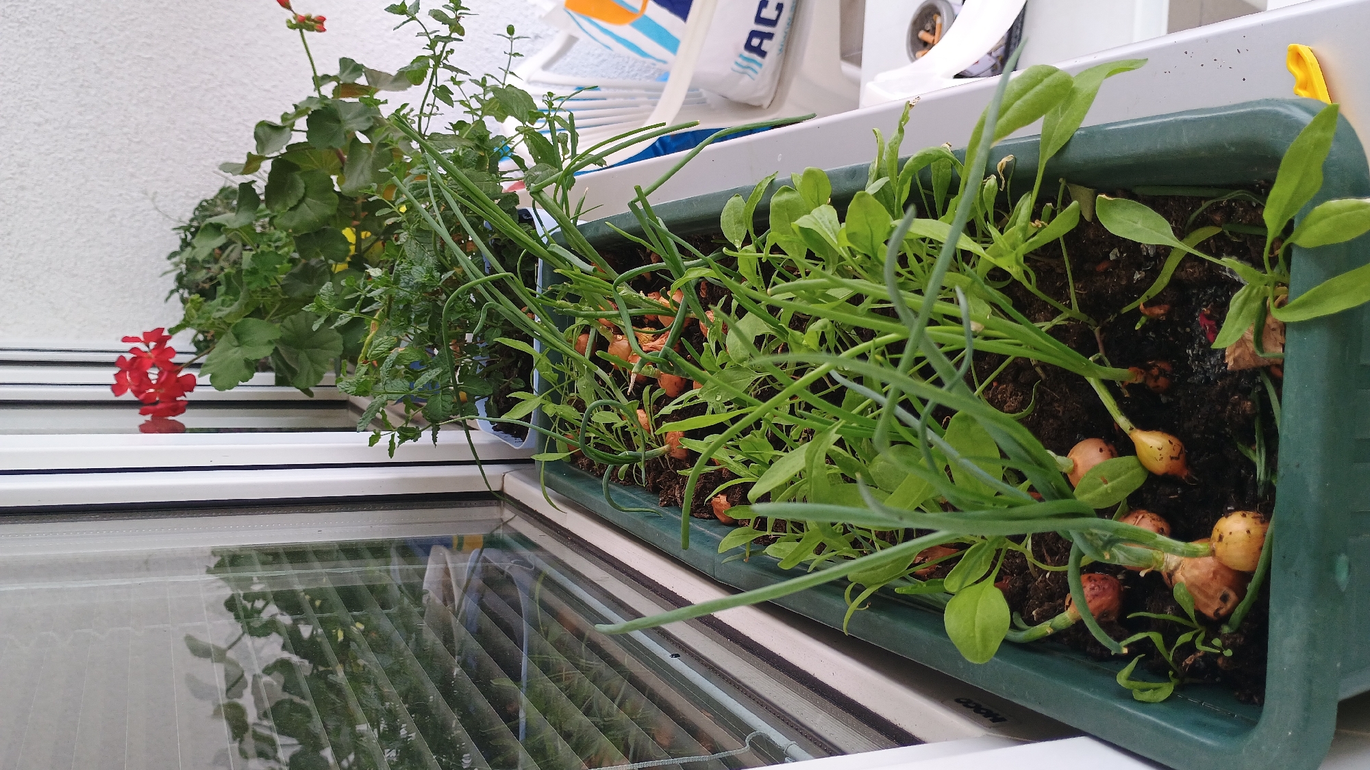 In Sokolov, Czechia, on a balcony, a dark green planter box is filled with young onion plants and spinach. The onions are small and bulbous with green stalks, some starting to sprout. The spinach leaves are a vibrant green and appear healthy. Behind the planter, a red geranium with delicate flowers is visible, along with other green foliage. Reflections of plants and blinds are visible on the window to the left. The scene suggests a domestic setting, likely a residential balcony used for gardening.