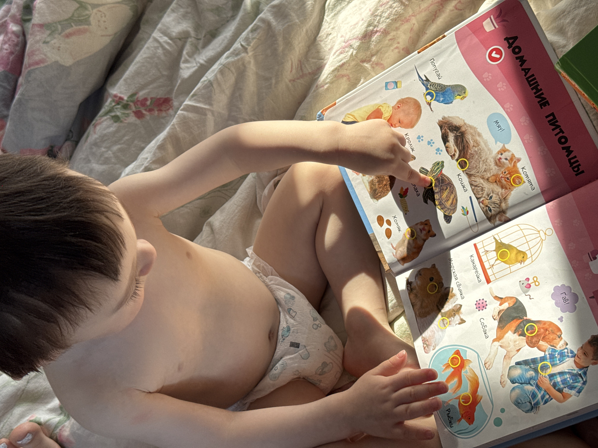 A toddler, wearing a diaper, is sitting on a bed with floral bedding, looking at a book titled "Domestic Pets" in Russian. The child is pointing to a picture of a turtle in the book. The book contains pictures of various pets including a parakeet, cat, kittens, rabbit, hamster, guinea pig, canary, dog, goldfish, and a boy. It is not possible to determine the location of Izhevsk, Russia, from this image.