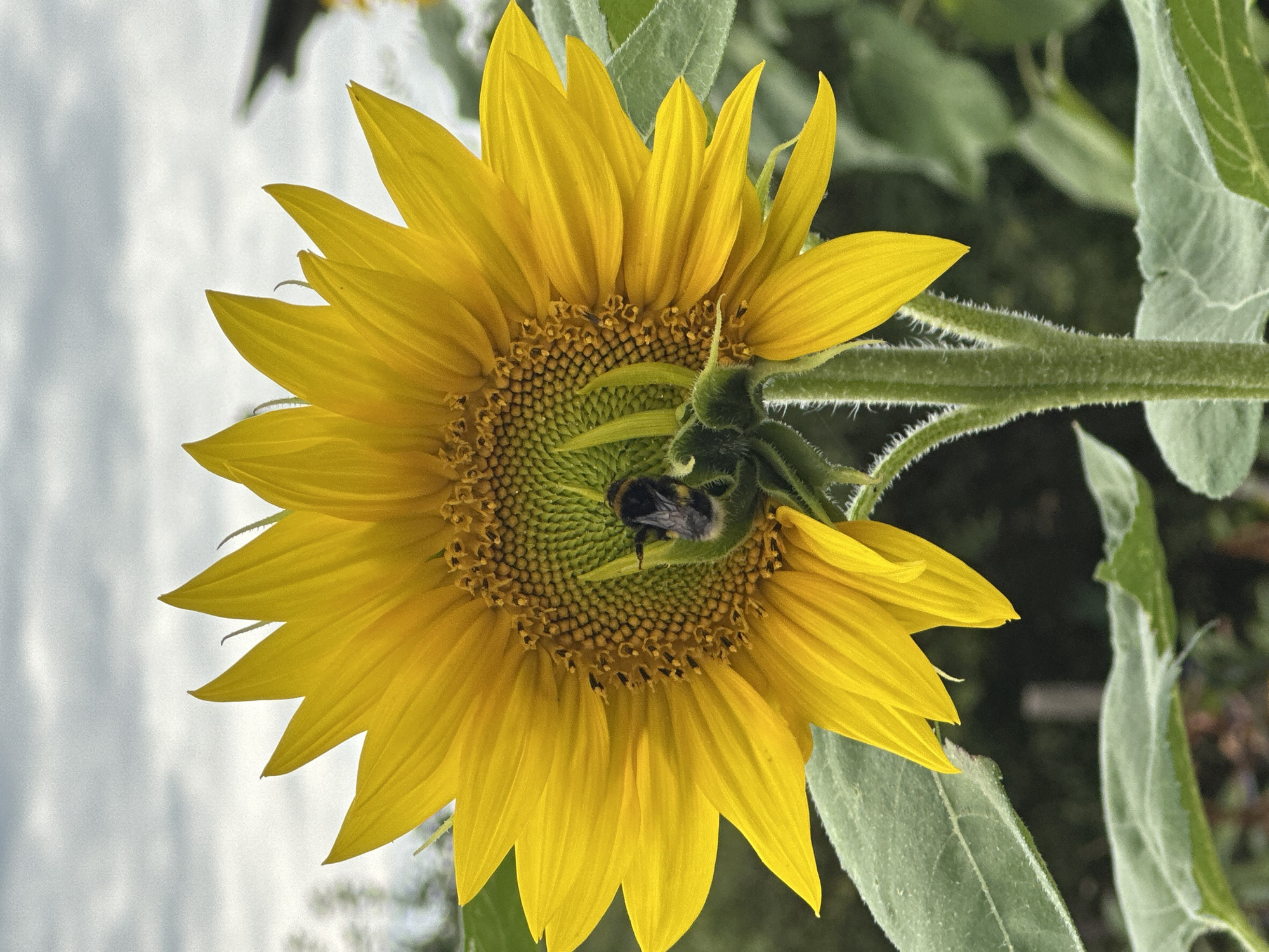 A close-up, vertical shot captures a sunflower in full bloom, its bright yellow petals radiating outwards. A bumblebee, with its fuzzy black and yellow stripes, is actively engaged in foraging on the sunflower's central disk, its body partially obscured by the developing seeds. The sunflower is supported by a thick, hairy green stem, and large, textured green leaves frame the lower portion of the bloom. In the background, a soft, overcast sky with visible clouds provides a muted backdrop, and the blurred outlines of distant foliage suggest an outdoor, natural setting. The image appears to have been taken in the city of Naroch, Narochsky Selsoviet, Belarus.