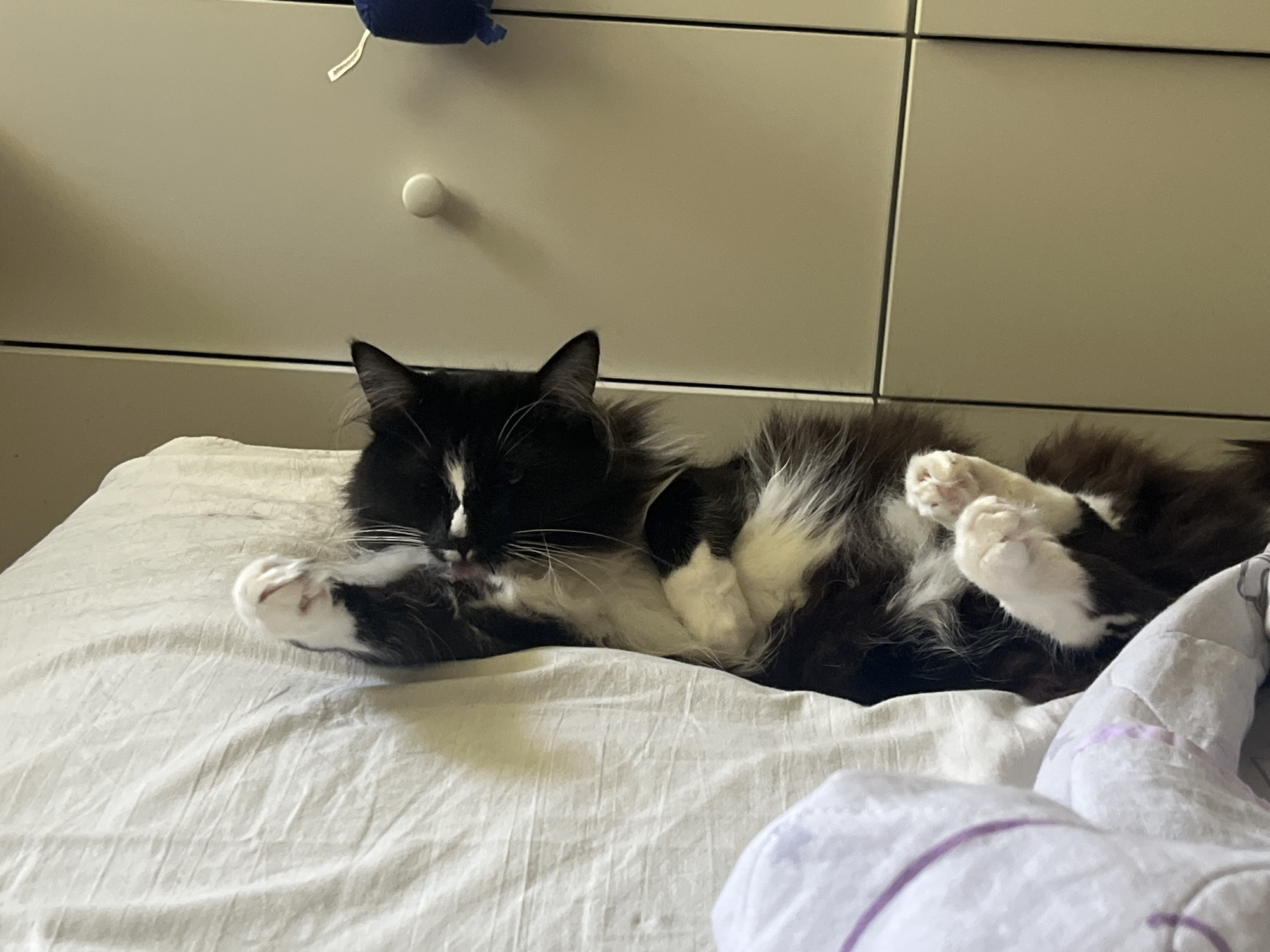 An overhead medium shot captures a black and white cat lying on a white, wrinkled bedsheet. The cat is on its back, with its paws in the air, and is actively licking one of its front paws. The cat has long, fluffy fur and a white patch on its chest and muzzle. The background consists of a light-colored dresser with two drawers, one of which is slightly ajar. A blurry blue object is visible on top of the dresser. The lighting in the scene is soft and appears to be natural or from an overhead light source. The overall impression is one of a domestic setting, with the cat engaged in a grooming activity.