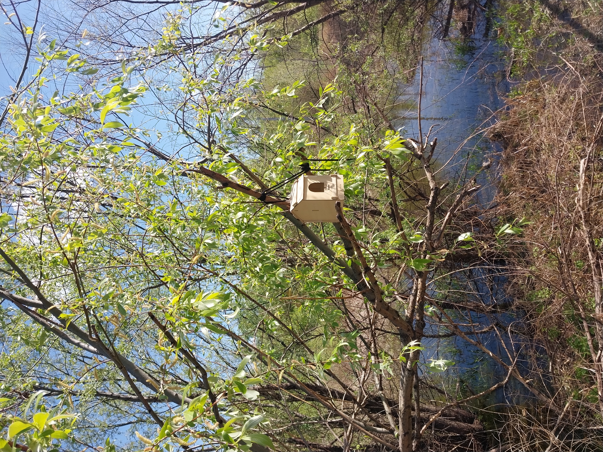 A birdhouse is mounted on a tree branch in a wooded area in Orenburg, Russia. A narrow waterway is visible in the background, amidst dense foliage. The sky is partly visible through the branches, with some leaves beginning to sprout.