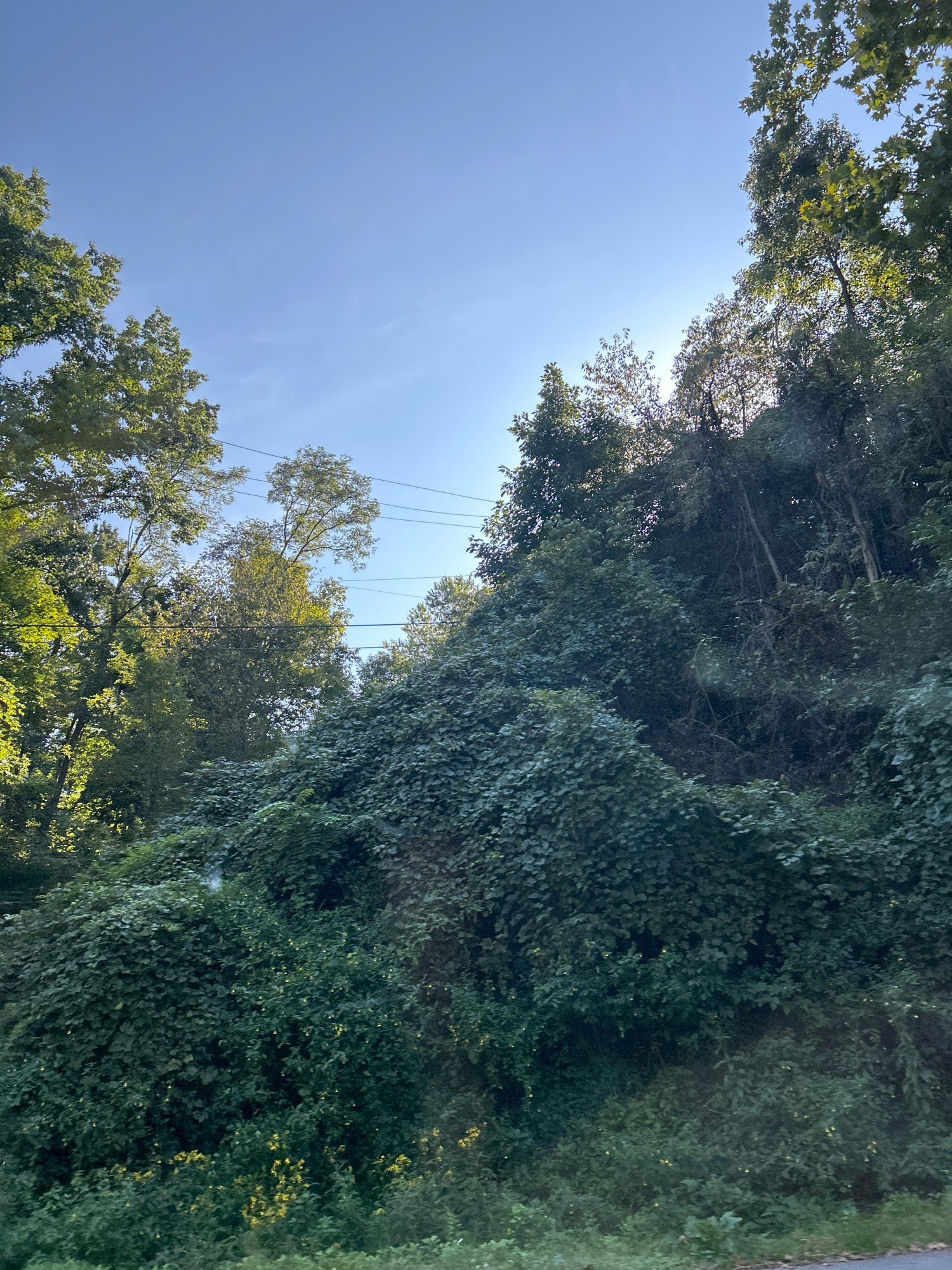 A view from a low angle looking up at a steep, densely vegetated hillside under a clear blue sky with scattered power lines. The hillside is covered in thick, dark green ivy and other foliage, with some trees peeking out from behind. The sun is visible behind some of the trees on the right side of the frame, creating a lens flare. The image appears to be taken from a moving vehicle on a road that runs along the base of the hillside. The location is the city of Pittsburgh, United States of America.
