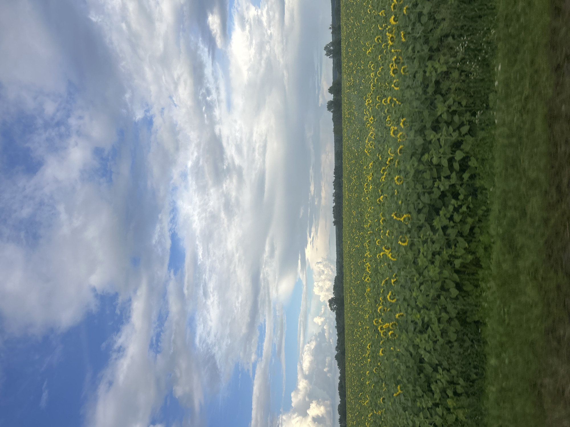 The image captures a vast field of sunflowers stretching towards a distant tree line under a dynamic sky. The sunflowers, with their bright yellow petals, are densely packed, creating a vibrant yellow carpet that fills the lower two-thirds of the frame. Their green leaves and stems form a thick, verdant undergrowth. The horizon is marked by a line of trees, some appearing taller and more prominent than others, set against a backdrop of an expansive sky. The sky is a mix of bright blue patches and large, billowing white and gray clouds. The clouds are varied in their density and texture, with some appearing fluffy and bright, illuminated by sunlight, while others are more shadowed and dramatic. In the foreground, a strip of blurred green grass suggests movement, possibly from a vehicle. The overall scene conveys a sense of rural expanse and natural beauty, characteristic of the countryside around Izh-Boyki, Russia. There are no people or animals visible in the image.