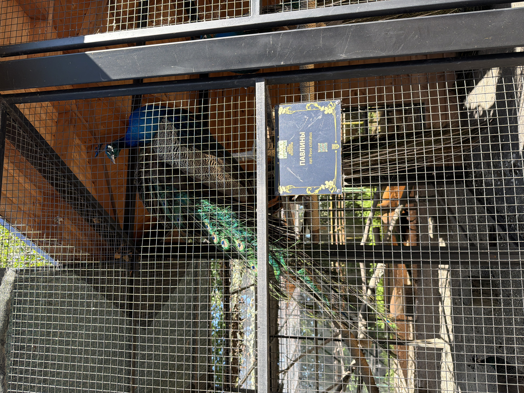 This is a medium-shot, outdoor, eye-level photograph taken at the Sochi Autodrom in Sirius, Russia, showing a peacock in an aviary. The peacock is mostly visible, with its iridescent green and blue plumage and long tail feathers prominently displayed. The bird is standing on a wooden perch within a large enclosure constructed with metal mesh and wooden beams. A dark blue informational plaque with gold trim is attached to the mesh in the foreground, displaying text in Russian and Latin that identifies the species as "PAVLINS" (Peafowl) and "lat. Pavo cristatus". Sunlight casts dappled shadows through the mesh enclosure, illuminating parts of the aviary and the bird. The background includes trees and a building.