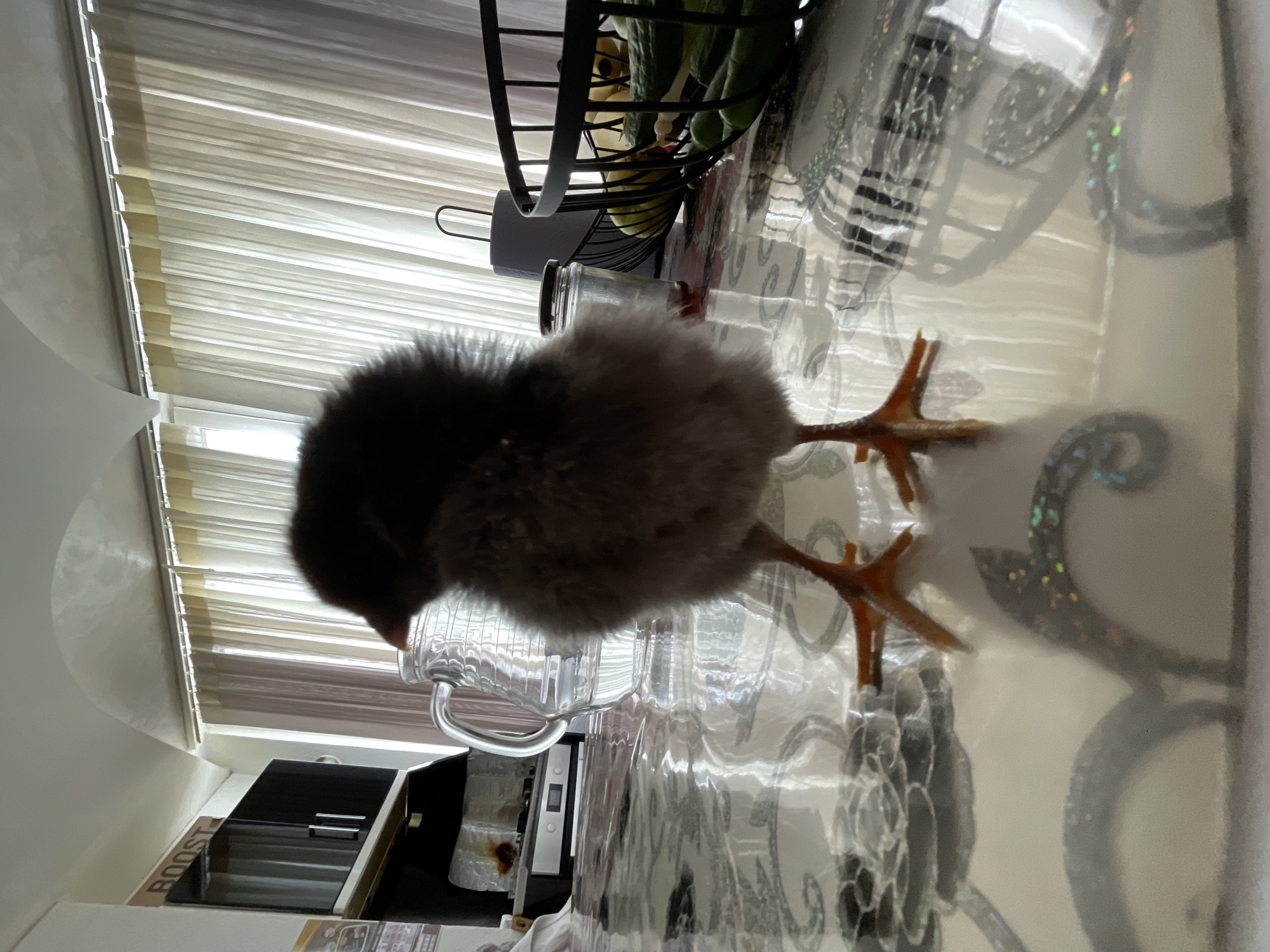 A fluffy, dark-feathered chick stands on a reflective table surface in an indoor setting. Its small orange feet are clearly visible, casting reflections on the patterned tabletop. The chick faces slightly downwards, with a clear glass pitcher positioned directly behind it. To the right of the chick, a black metal fruit basket holds several green fruits or vegetables, possibly peppers or cucumbers, alongside lighter-colored produce. An empty glass jar without a lid is also on the table near the basket.
The background features a window with horizontal blinds, allowing bright natural daylight to illuminate the scene, indicating it is daytime. Below the table, on what appears to be a counter, a dark rectangular kitchen appliance with silver accents is partially visible. Further to the left, a portion of a box or packaging shows the text "BOOST". The shiny table surface reflects elements of the room, including subtle, iridescent patterns. This scene takes place in Zlatograd, Bulgaria.