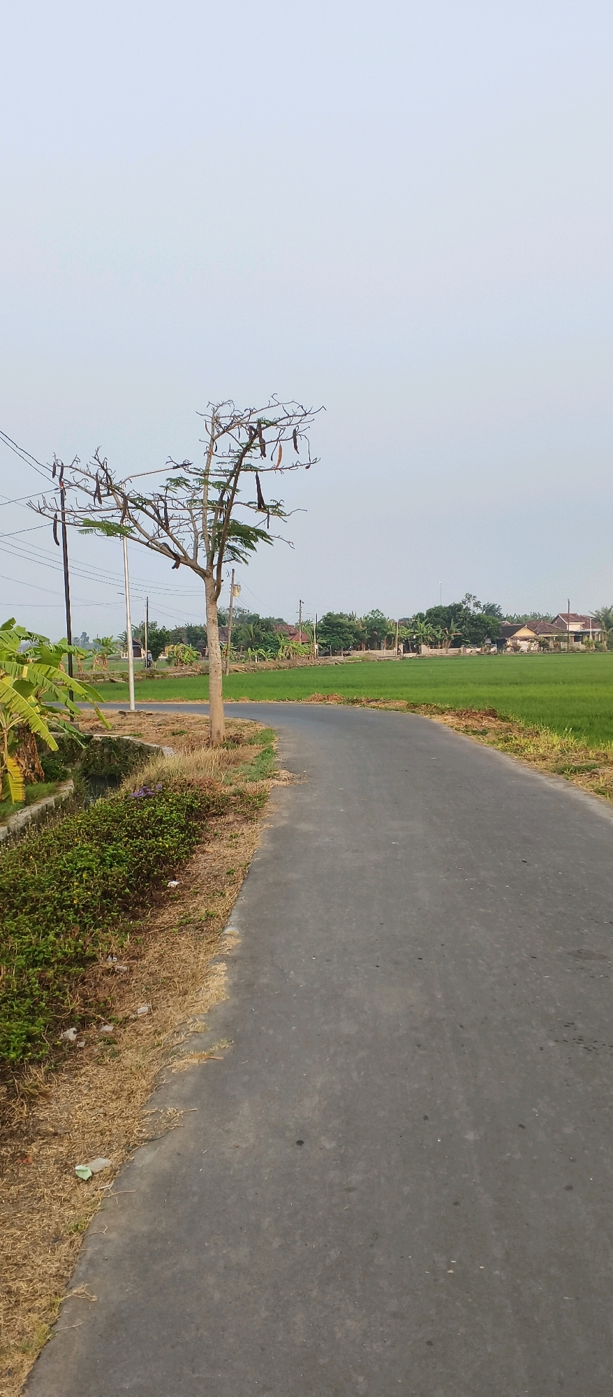 The image depicts a rural road curving through a landscape in Japanan, Indonesia. The road is paved with asphalt and appears to be a local thoroughfare. On the left side of the road, there is dry grass, some green bushes, and a small ditch. A young tree with sparse leaves and long seed pods stands prominently near the road. Beyond the vegetation, a bright green rice field stretches out, dotted with a few houses and trees in the distance. The sky is overcast, giving the scene a soft, diffused light. Power lines are visible, indicating the presence of electricity infrastructure in the area. No people are present in the image, and the scene is one of quiet rural life.