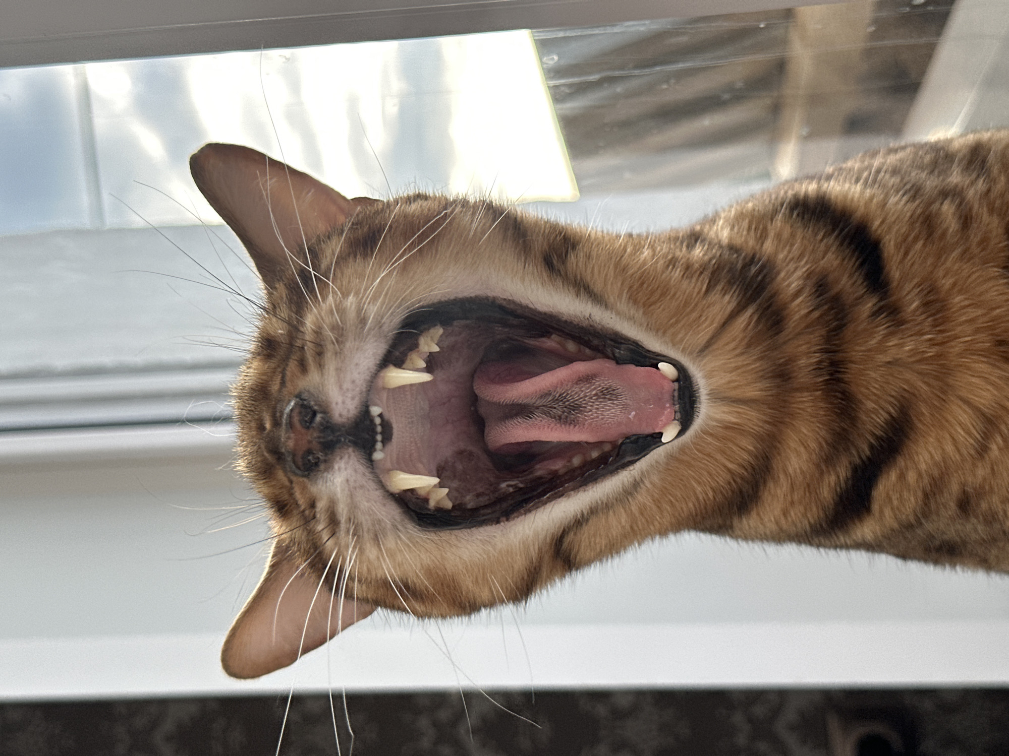 The image is a close-up, low-angle, eye-level shot of a Bengal cat yawning. The cat's mouth is wide open, revealing its pink tongue, sharp teeth, and the roof of its mouth. The cat has distinctive spotted markings on its fur, characteristic of the breed. Its ears are pointed upwards, and its whiskers are splayed outwards. The background is blurred, showing a window with diffused light and a cloudy sky. The lighting suggests it is daytime. The cat appears to be indoors, near a window. There is no indication of the city of Energetik, Russia, or any other specific location.