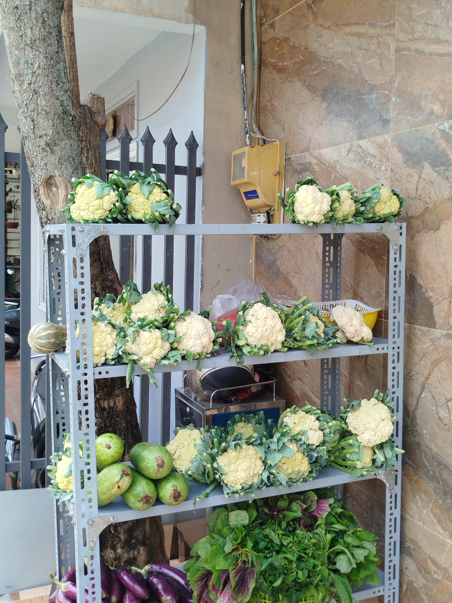 A street-side produce stand in Cam Ly, Đà Lạt, Vietnam is displayed. The stand is a four-shelf gray metal structure positioned adjacent to a tree trunk and against a wall with brown marble-patterned tiles. The top shelf holds several heads of cauliflower, with some placed near the tree. The second shelf also contains cauliflower, along with a small, round, striped squash-like vegetable. The third shelf features cauliflower and several green, oval-shaped fruits. The bottom shelf contains bunches of leafy greens and a collection of dark purple eggplants near the base of the tree. Behind the stand, a black and white striped fence is partially visible, and electrical cables and a yellow utility meter are mounted on the wall. A parked vehicle is seen in the background.