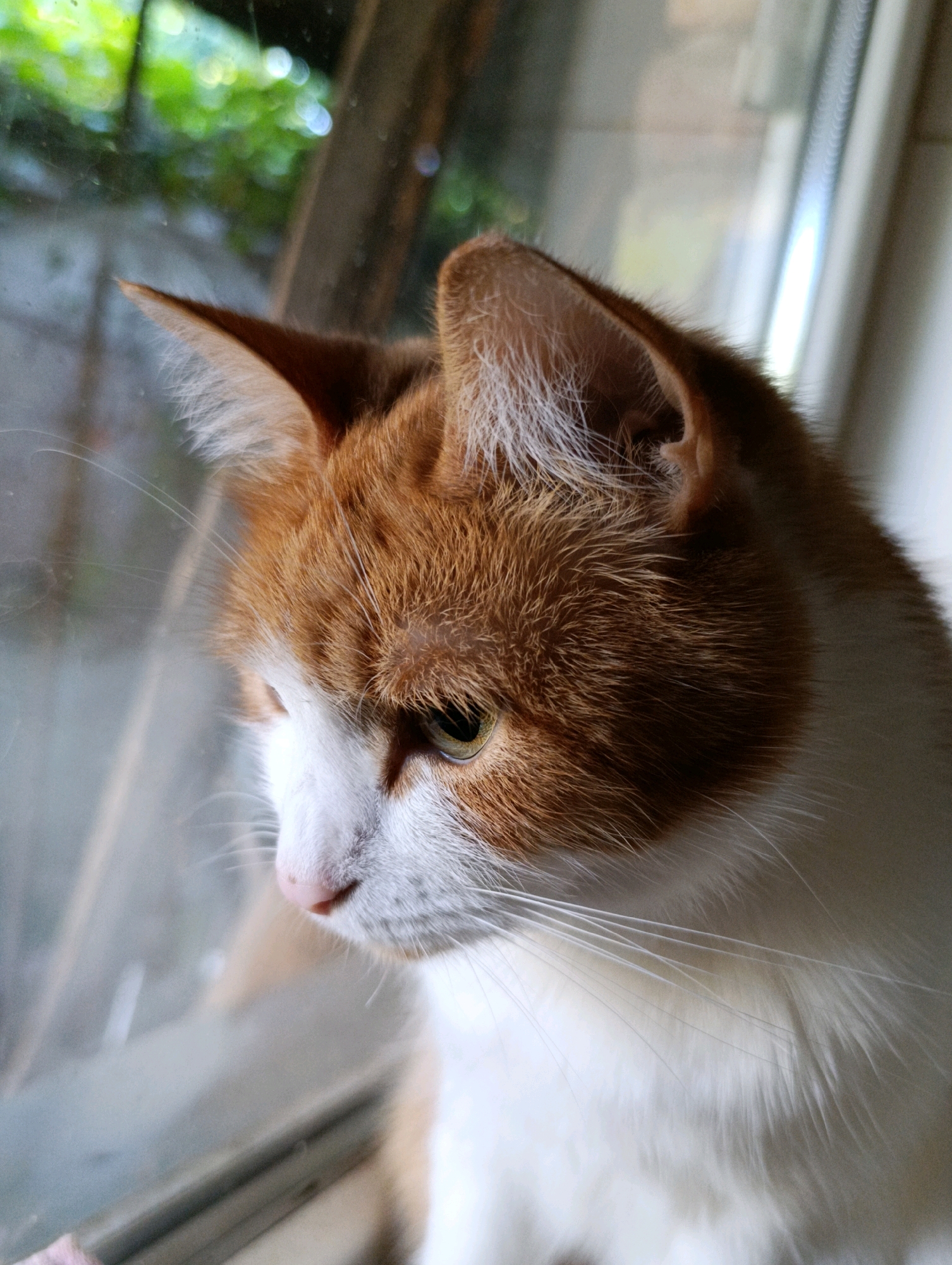 The image shows a close-up of an orange and white cat looking out of a window. The cat's fur is visible, as well as its ears, eyes, and nose. The background shows greenery outside the window, suggesting an outdoor environment. The image was taken in the city of Cherkasy, Ukraine.
