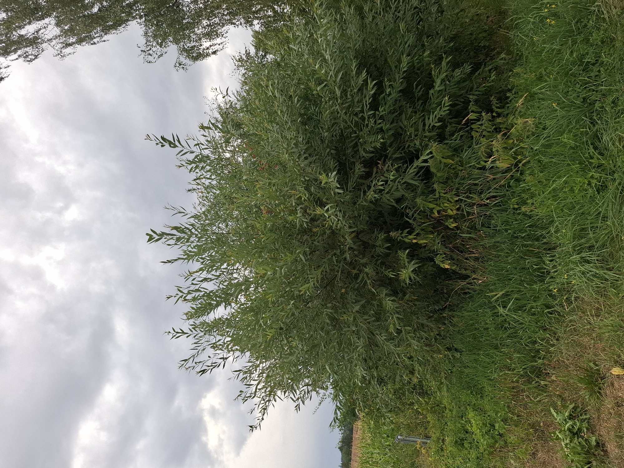 A wide shot captures a lush, dense green willow bush in the foreground, dominating the center of the frame. The bush has a rounded shape and is filled with numerous long, slender leaves. Behind the bush, a field of green crops, possibly corn, is visible on the left, separated by a metal pole. The background consists of a cloudy, overcast sky with light grey clouds. To the right of the willow bush, the top portion of a birch tree with light-colored bark and feathery leaves is visible against the sky. The scene appears to be an outdoor, natural environment.