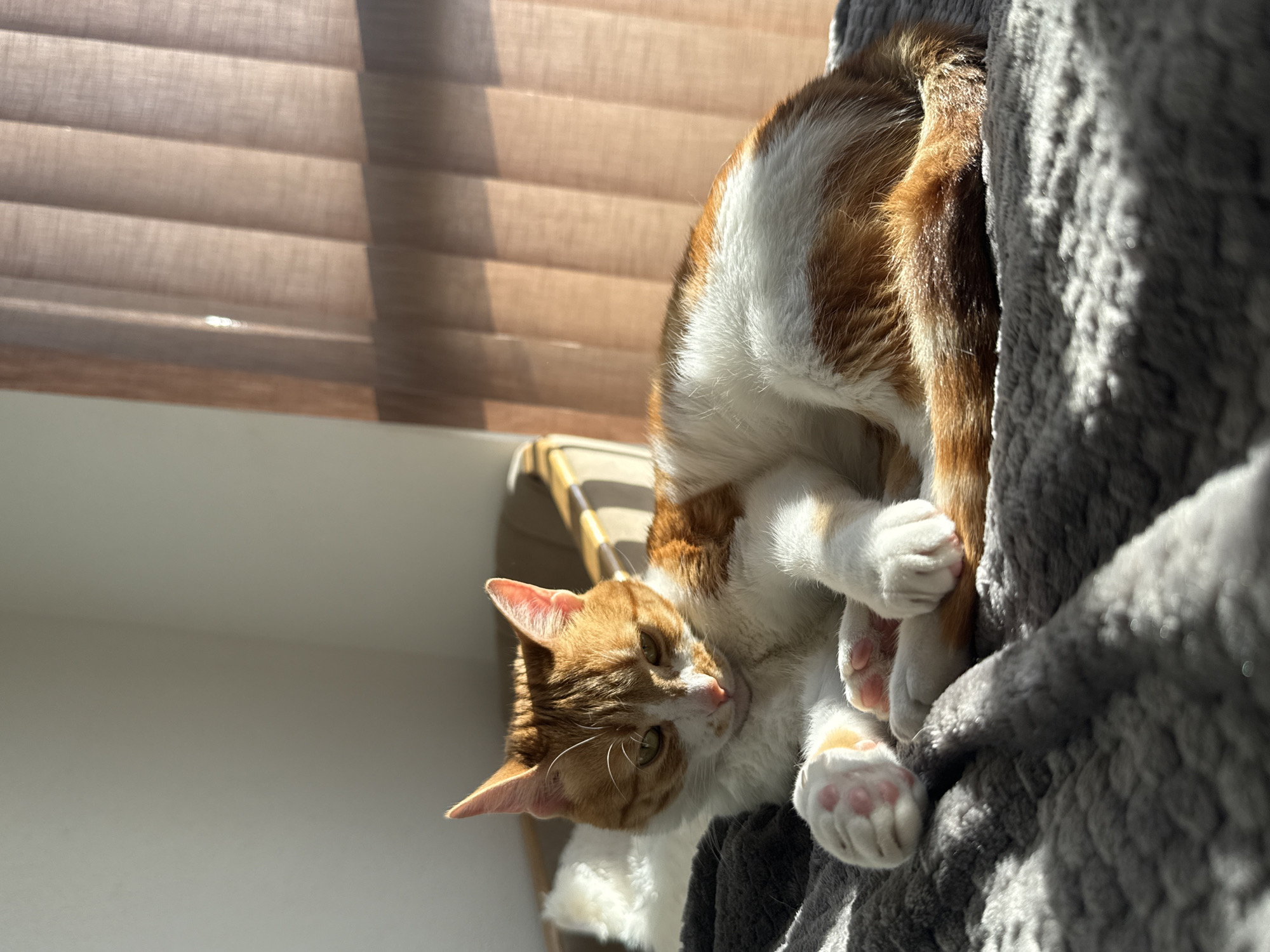 A cat is positioned on top of a gray, textured, soft cat tree. The cat is orange and white. The cat is lying on its side with its paws visible. In the background, there is a window with horizontal blinds, and natural light is shining through. The location in the city of Bar, Montenegro cannot be confirmed from the image provided.