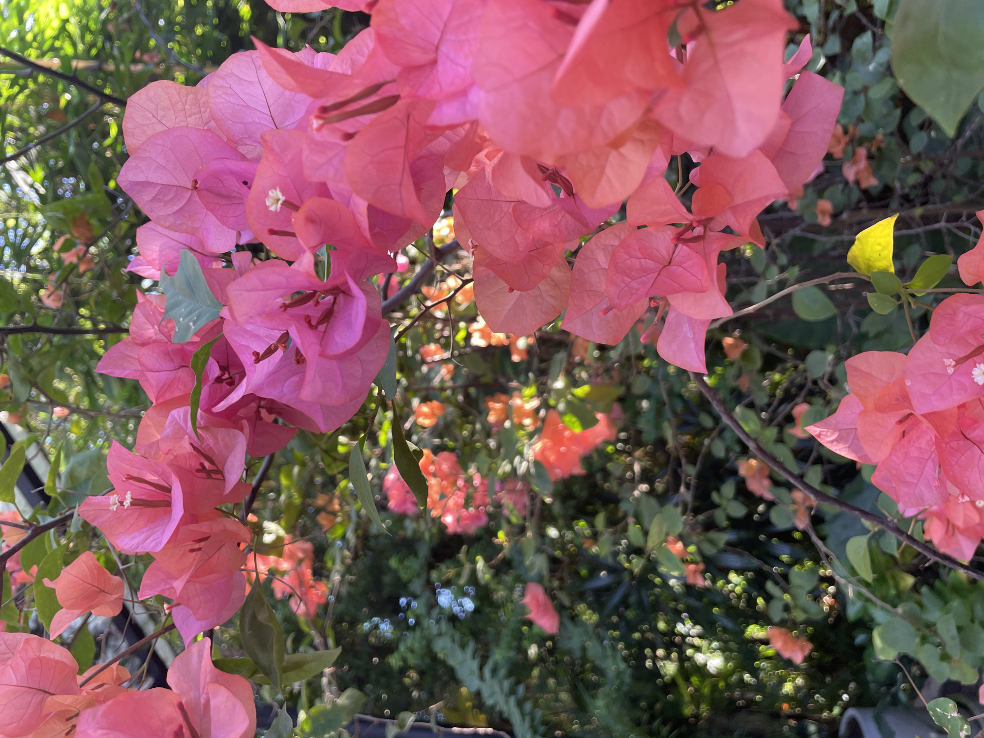 The image shows a close-up of pink bougainvillea flowers. The flowers are in various stages of bloom, with some having more vibrant colors than others. Green leaves and branches are visible in the background, creating a natural setting. The location is not specified.