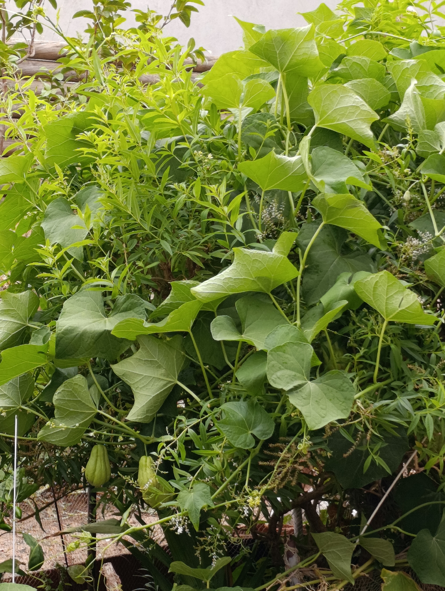 The image shows a dense, green vine-covered structure, likely a garden or trellis, with large, heart-shaped leaves dominating the foreground. Two light green, ribbed fruits, appearing to be chayotes, hang from the vine. Smaller, feathery green foliage and delicate white flowers are interspersed throughout. In the background, a wooden fence or structure and a wire fence are partially visible. The overall impression is one of lush, untamed vegetation. The location is a garden in Setúbal, Portugal, likely a residential area given the presence of fences. No people are visible in the image.