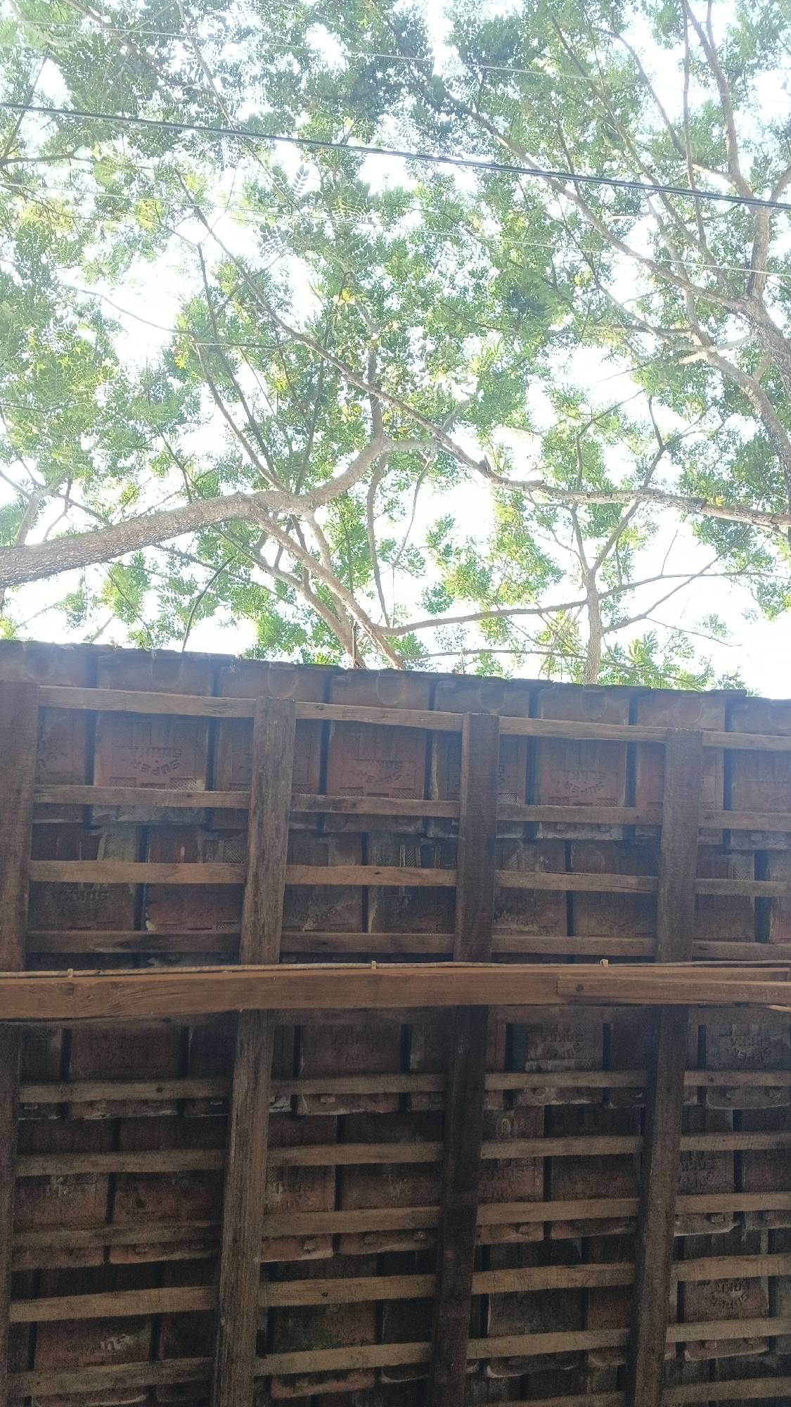 An outdoor, low-angle, vertical shot captures the underside of a tiled roof, supported by wooden beams, with the bright sky and lush green trees visible above. The roof tiles are reddish-brown and appear to be made of clay, with some showing embossed text. Wooden planks run horizontally and vertically, creating a lattice structure that supports the tiles. The trees above are full of green leaves, with branches spreading out towards the sky. The scene is set in Ngampel, Indonesia.
