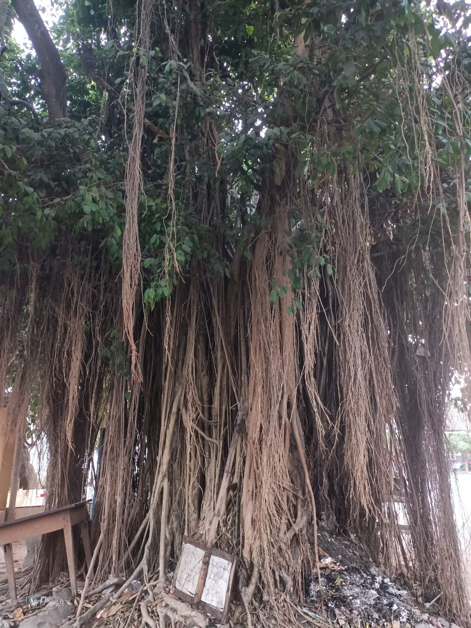 The image captures a large banyan tree, likely in Badas, Indonesia, characterized by its numerous aerial roots that hang down like a curtain. The tree dominates the frame, with its thick trunk and expansive canopy of green leaves. In the foreground, a rustic wooden table is visible to the left, and to the right, a weathered object with two white panels rests on the ground amidst debris and exposed roots. The ground surrounding the tree is littered with leaves, twigs, and what appears to be ash, suggesting a natural or possibly cleared area. Sunlight filters through the dense foliage, creating a dappled effect. The overall impression is one of an ancient, imposing tree in a somewhat unkempt outdoor setting.
