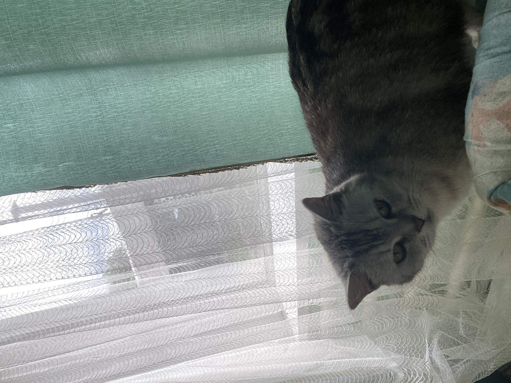 A grey cat is positioned upside down in front of a window. The window is covered with sheer, white curtains. Above the curtains are mint-green blinds. The location is unknown and cannot be confirmed as Pakhynia, Ukraine.