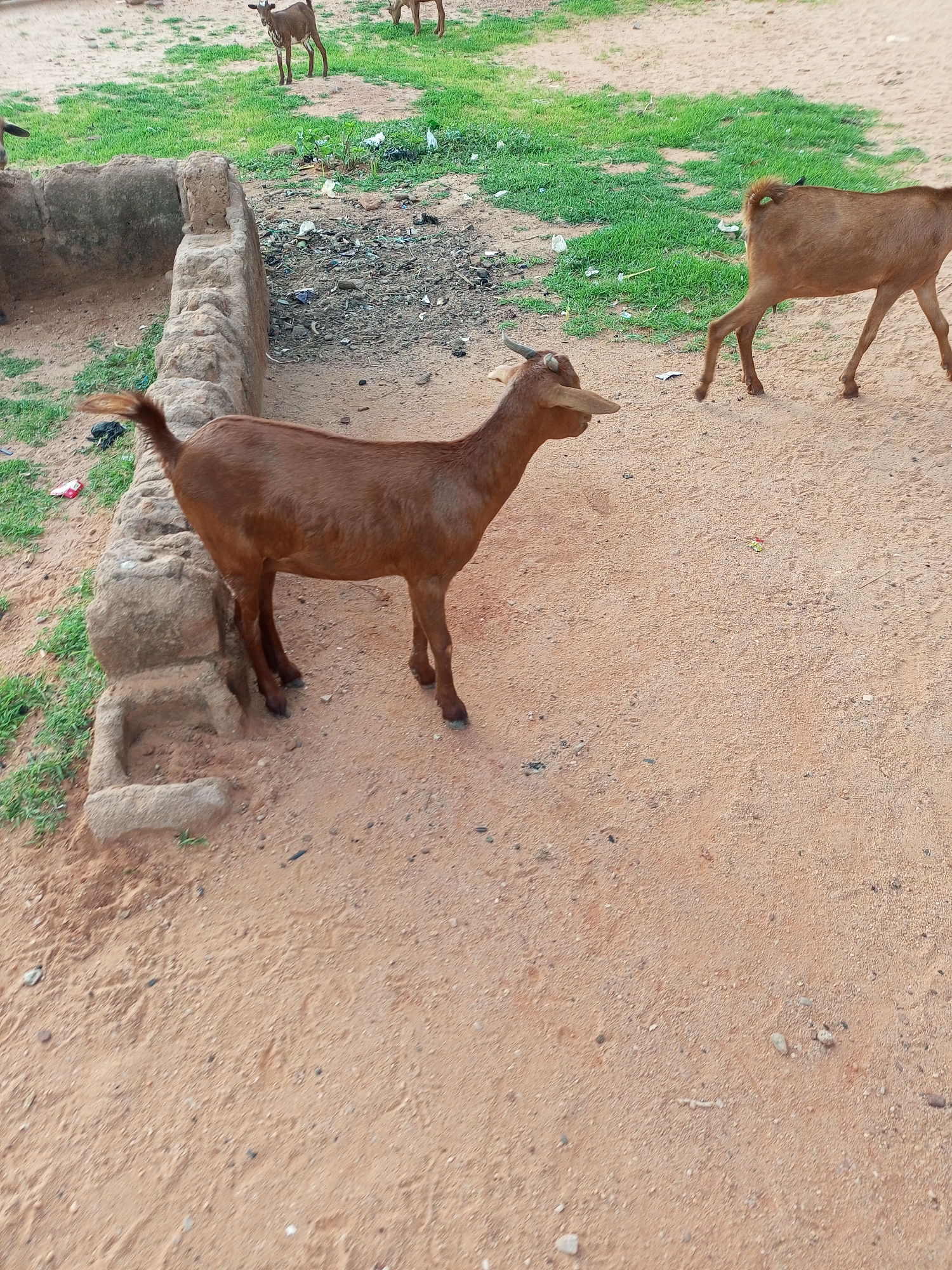 In Tumfure, Nigeria, a brown goat stands on sandy ground near a low, rough stone wall. The goat is facing right, its head slightly lowered. In the background, more goats are visible, some grazing on sparse green grass. The environment appears rural, with evidence of scattered debris on the ground, including plastic bags and other refuse. The lighting suggests it is daytime.