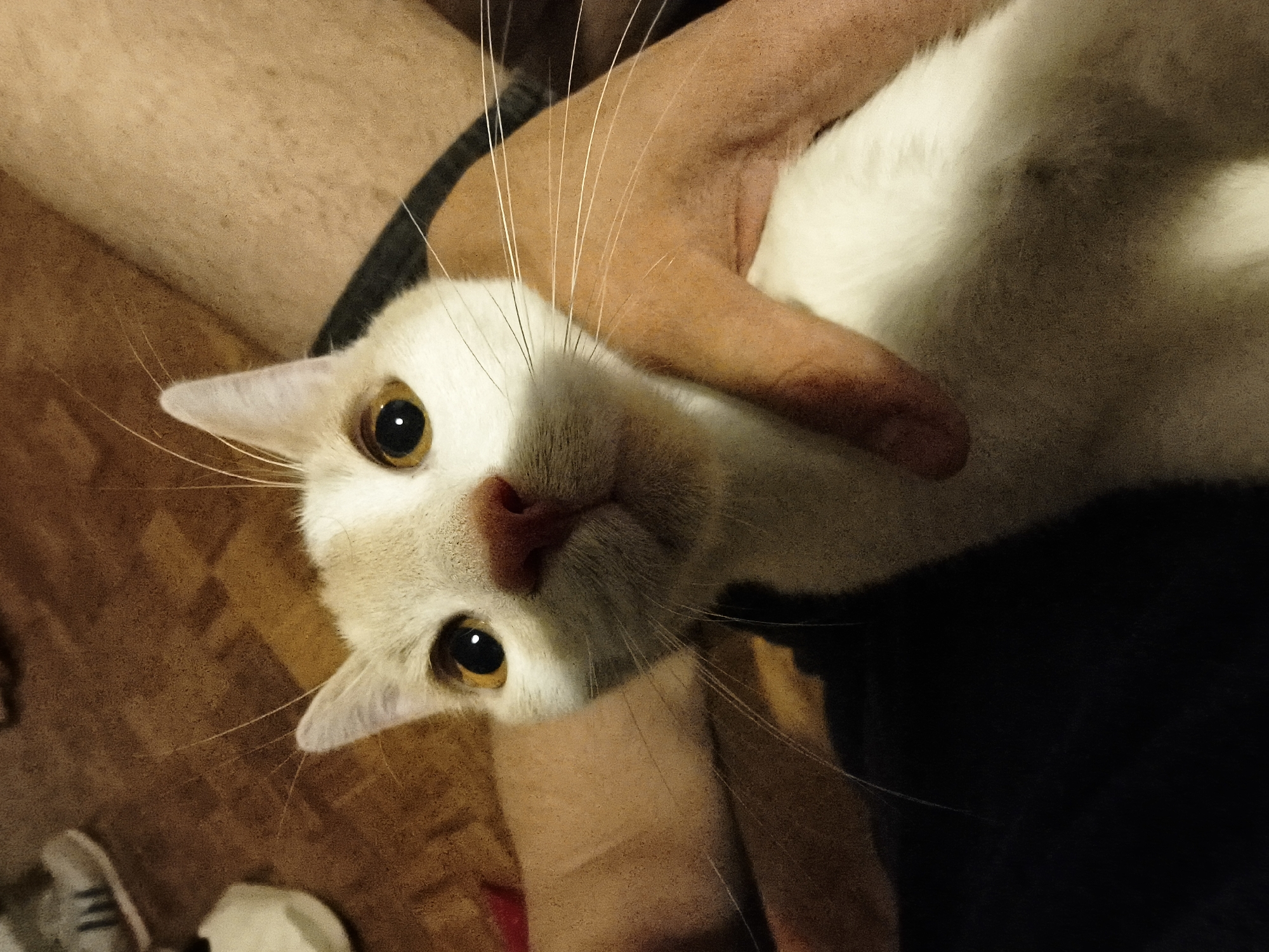 A close-up image shows a white and tan cat being held in someone's arms. The cat's face is prominent, with golden eyes and a pink nose. A human hand is visible on the cat's head. The background is out of focus, revealing parts of clothing and a floor. The location cannot be determined from the image alone.