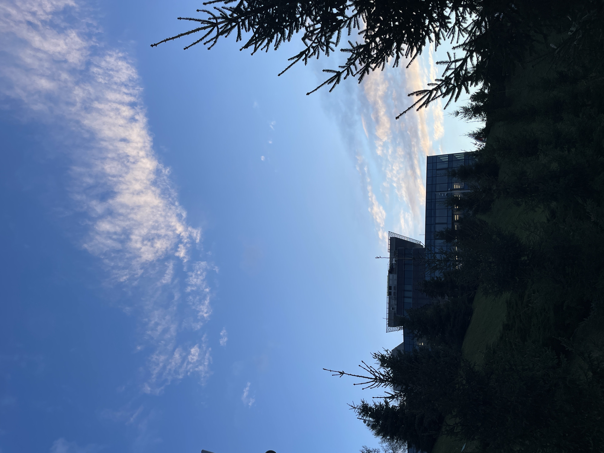 The image captures a serene outdoor scene, dominated by a clear blue sky with white, wispy clouds. The sky appears a vibrant cerulean, with an expansive cluster of bright, streaky clouds, likely cirrus, traversing diagonally from the middle-left towards the upper-right. These clouds are illuminated, suggesting either early morning or late afternoon light.
Dark silhouettes of evergreen trees, likely fir or spruce, frame the sky from the top and the bottom-right. Their spiky branches are sharply outlined against the bright backdrop. In the mid-right portion of the image, partially obscured by the dark foliage and a green, grassy slope, stands a modern multi-story building. This building features a reflective glass facade, with visible window panes and some internal lights that appear to be on. Parts of its upper structure, possibly architectural elements or scaffolding, are visible against the sky.
The scene presents an urban or suburban landscape with natural elements integrated. There are no people visible, and no specific activity is taking place. The time of day appears to be when the sun is relatively low in the sky, casting a warm glow on the clouds and creating strong contrasts with the silhouetted trees. No visible text is present in the image.