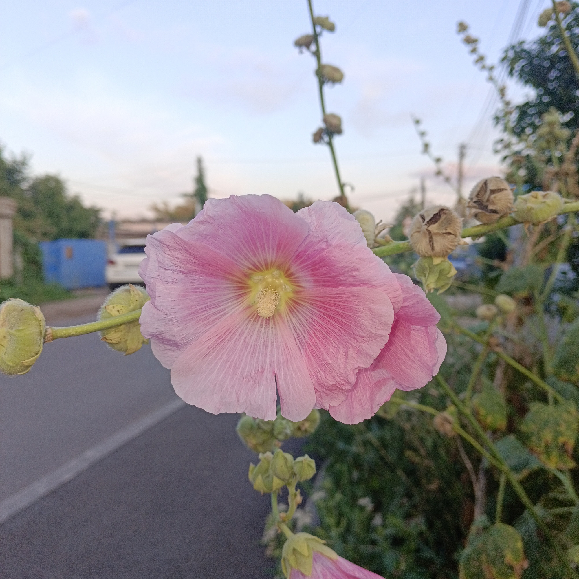 A close-up, eye-level, outdoor shot features a pink hollyhock flower in the foreground, its delicate petals fanned out. Behind the flower, the street and sidewalk are visible, with a hint of a blue dumpster and a white car in the background. The sky above is a soft gradient of blue and white, indicating it might be early morning or late evening. The plant itself appears to be growing along the edge of the sidewalk, with several seed pods visible on the stem. The overall atmosphere is calm and natural, suggesting a peaceful moment captured in an urban setting in Samara, Russia.