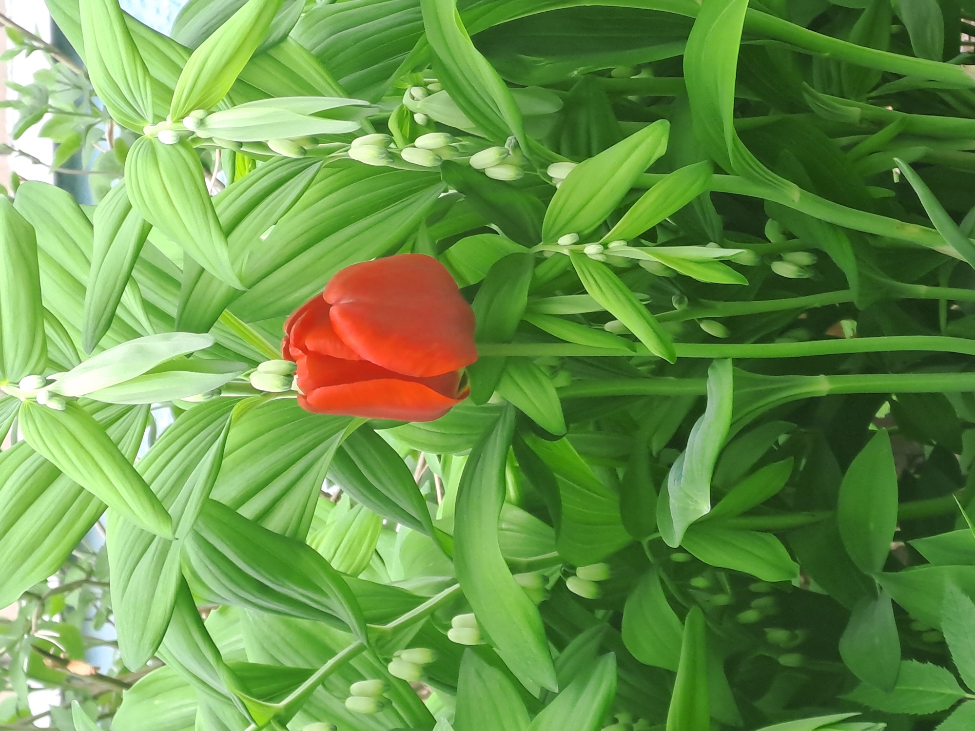 The image depicts a close-up of a red tulip in full bloom surrounded by dense green foliage, likely in an outdoor setting. The location, Bel'kovo, Russia, cannot be verified solely from the image. No people, specific subjects beyond the flower, objects beyond the surrounding plants, or actions or interactions are visible. The environment is primarily defined by the lush green vegetation.