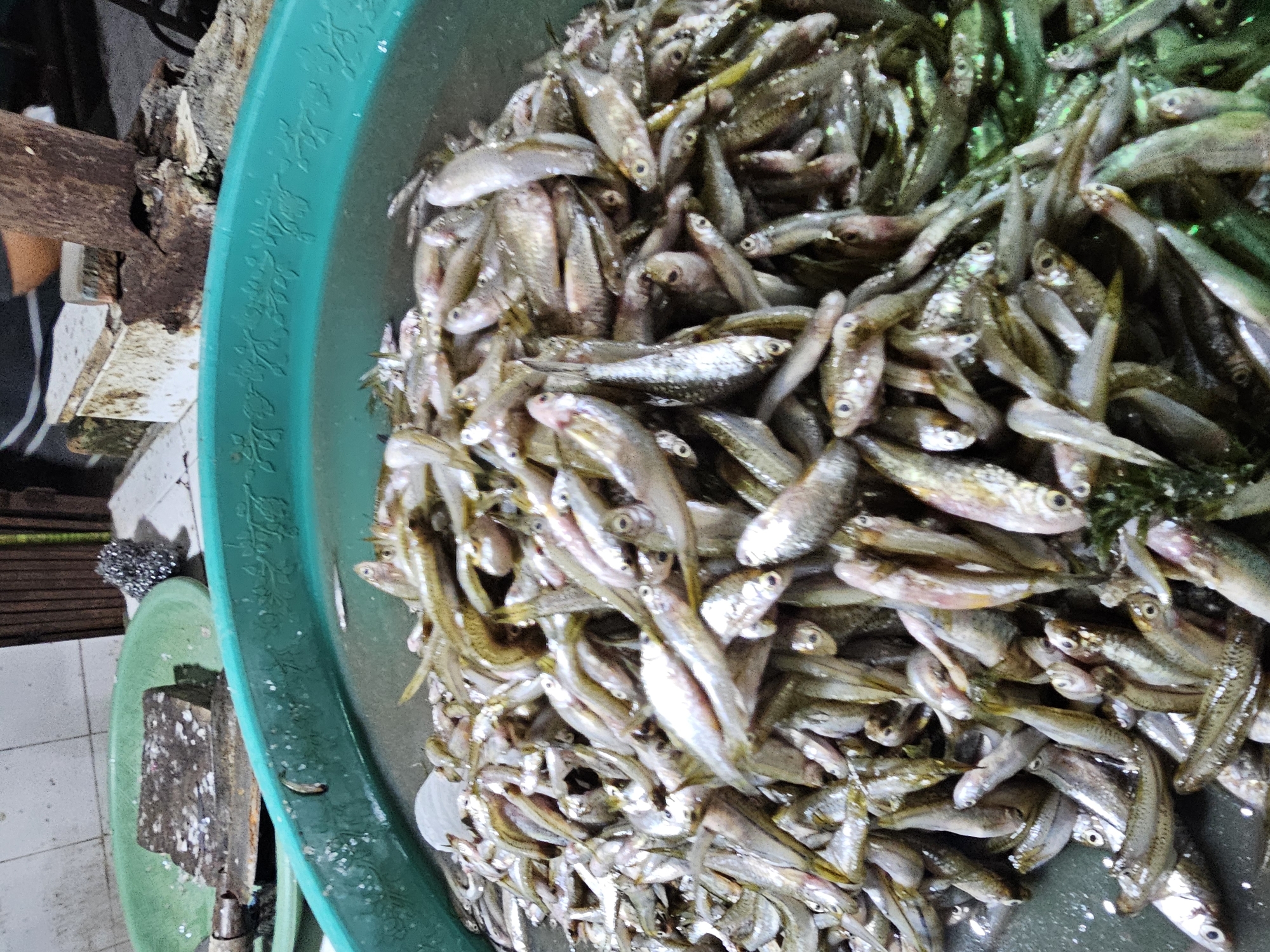 In Sidoharjo, Indonesia, a close-up shot captures a large, overflowing turquoise tub filled with a dense mass of small, silvery fish. The fish are piled high, their bodies overlapping and many facing in various directions, creating a textured, shimmering surface. The water within the tub is murky and reflects the light, obscuring the bottom. The rim of the tub is decorated with a subtle, embossed floral pattern. In the upper left corner of the image, a green, shallow dish contains a rough, dark-colored cutting board with visible white residue and a rustic metal object, possibly a scrubber. The background is blurred, showing hints of tiled walls and wooden elements, suggesting an outdoor market or a food preparation area. The lighting is somewhat diffused, highlighting the scales of the fish and the glossy surface of the water.