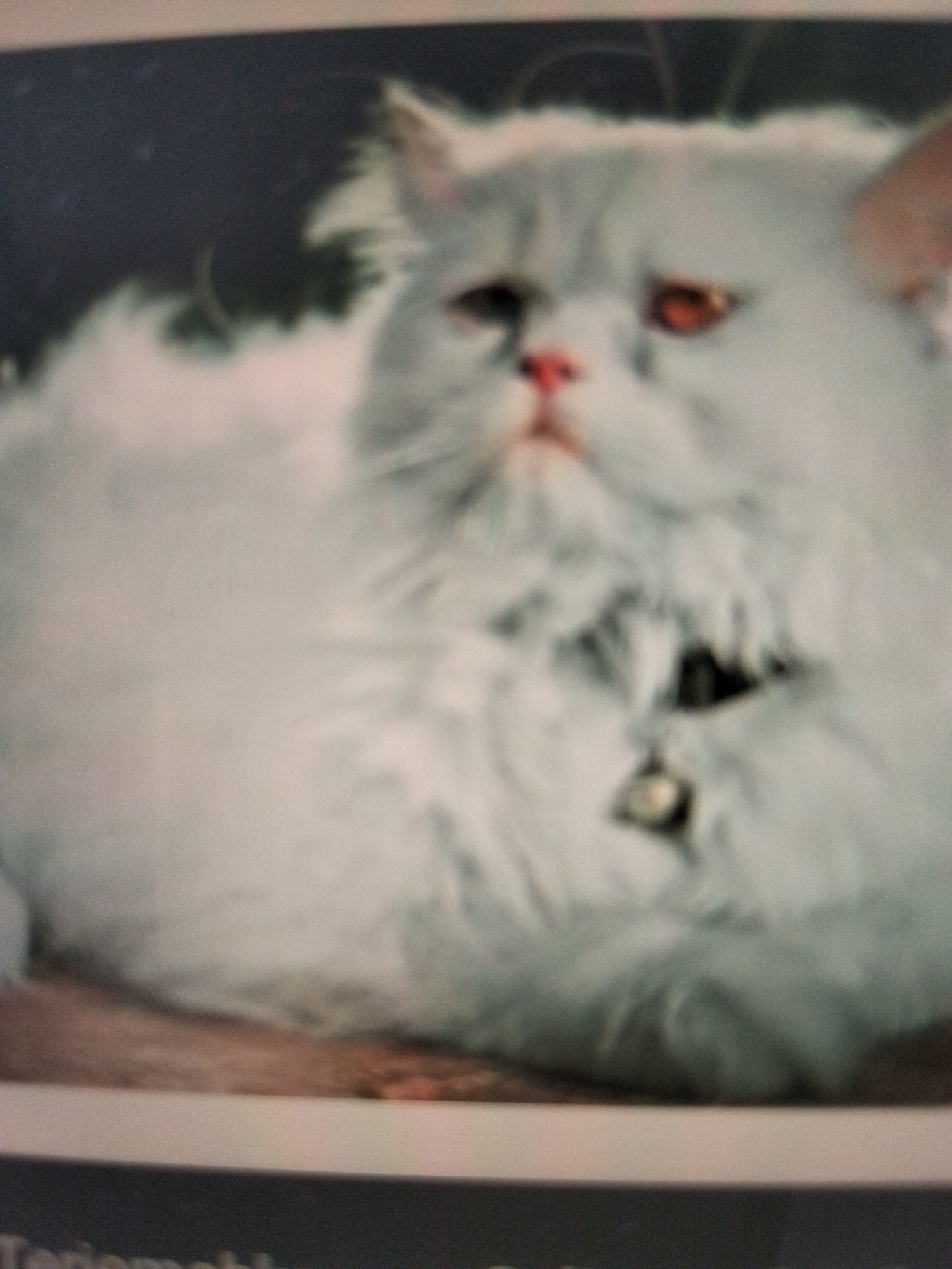 The image is a close-up, slightly blurry photograph of a fluffy white Persian cat with orange eyes and a pink nose. The cat is wearing a black collar with a small, silver bell attached. The cat is lying down on a textured surface that appears to be wood or fabric, with a dark, possibly out-of-focus background. There are no people visible in the image, nor are there any specific landmarks or environmental features that would indicate a location in the city of Payagaboh, Indonesia. The text at the bottom of the image is illegible.