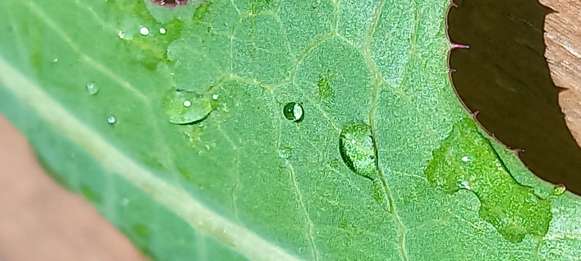The image shows a close-up view of a green leaf with water droplets on its surface. The leaf appears to be slightly damaged, with a small portion missing on the right side. The water droplets vary in size and shape, some round and distinct, others more elongated and merged with the leaf's texture. The background is blurred, with a hint of brown wooden texture visible in the top right corner. There is no information to suggest the location of Kryvyi Rih, Ukraine. The image focuses solely on the leaf and water droplets, devoid of any people, actions, or interactions.