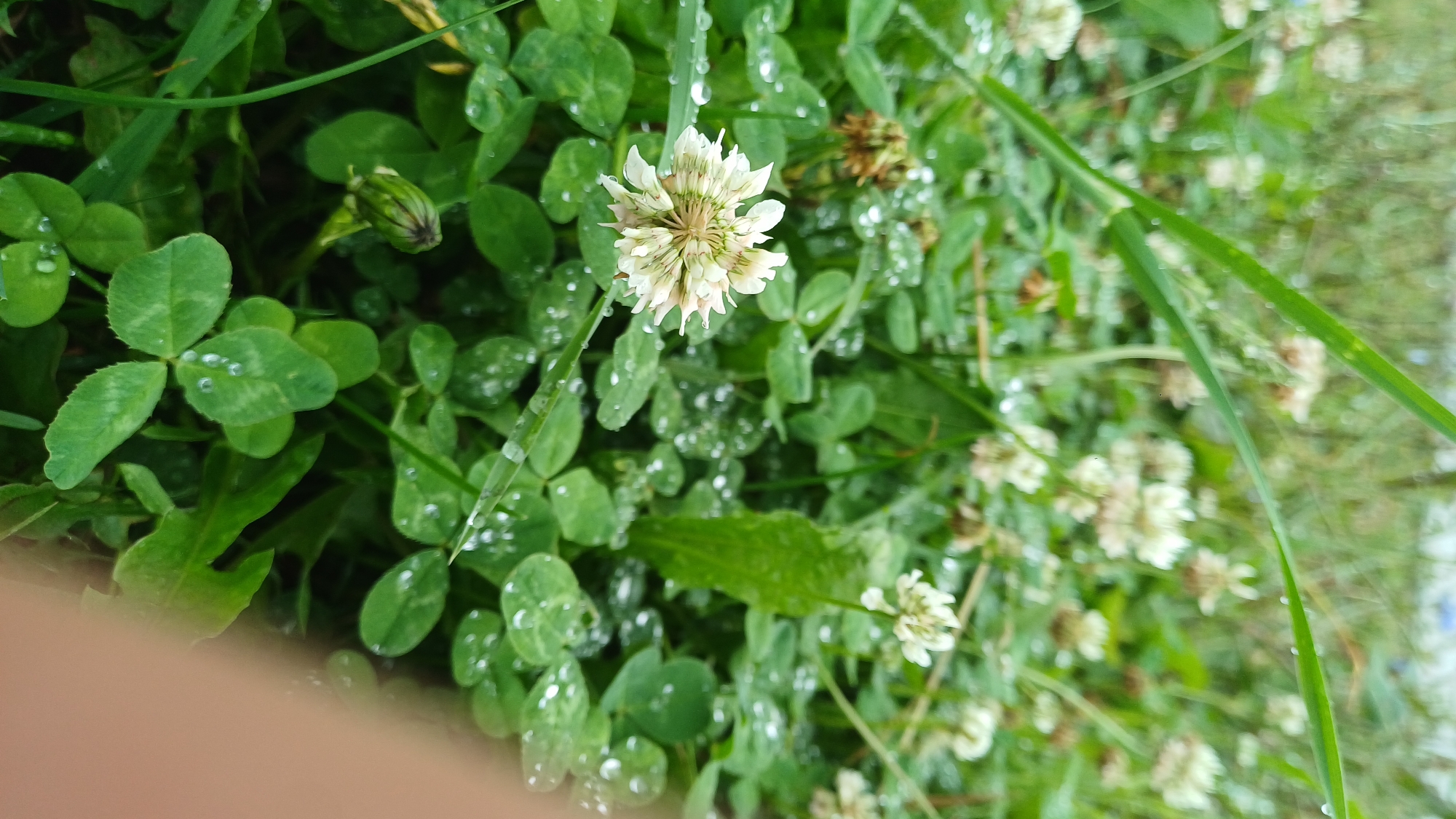 This is a close-up, vertical, outdoor shot of a field of white clover and green grass, likely after a rain, as evidenced by numerous water droplets clinging to the leaves and flowers. The foreground is dominated by clover foliage and a single, detailed white clover flower in the lower-left quadrant. The clover flowers are round, with numerous small white petals radiating from a central point. The leaves are trifoliate and have a slightly textured surface, with some exhibiting subtle lighter green patterns. A blade of grass with water droplets arcs across the upper-left portion of the image. In the background, more clover flowers and green vegetation are visible, though out of focus. A small, green, closed flower bud, possibly a dandelion, is present in the lower-center area. The overall impression is one of a damp, natural, and serene environment. The scene is consistent with an area within the city of Podgornoye, Russia, suggesting a typical natural landscape found in such a location. No people or specific actions are depicted.