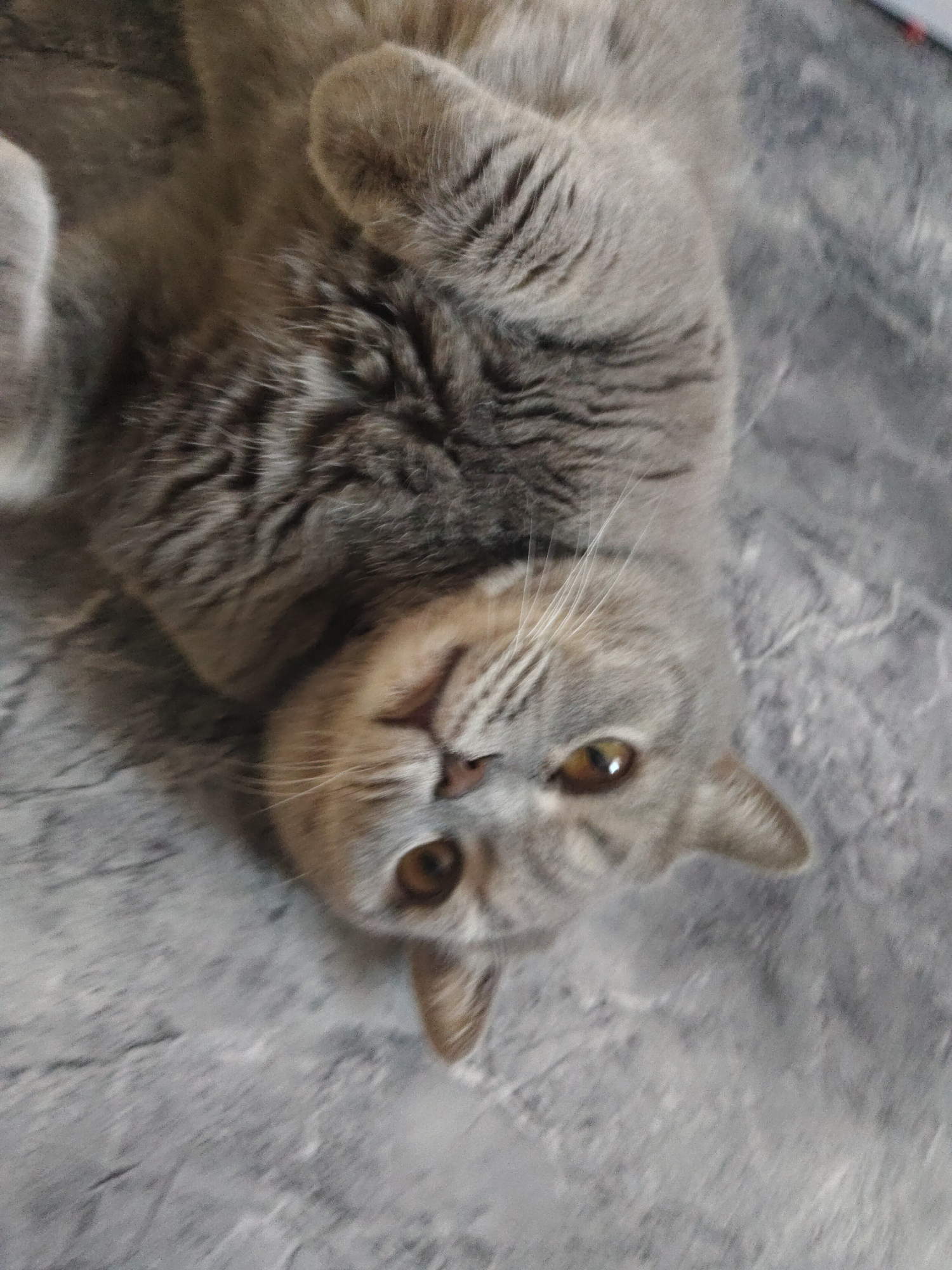 A gray cat with amber eyes lies on its back on a textured gray surface, likely a blanket or rug. The cat's paws are curled, and its head is tilted towards the camera. The location is unknown.
