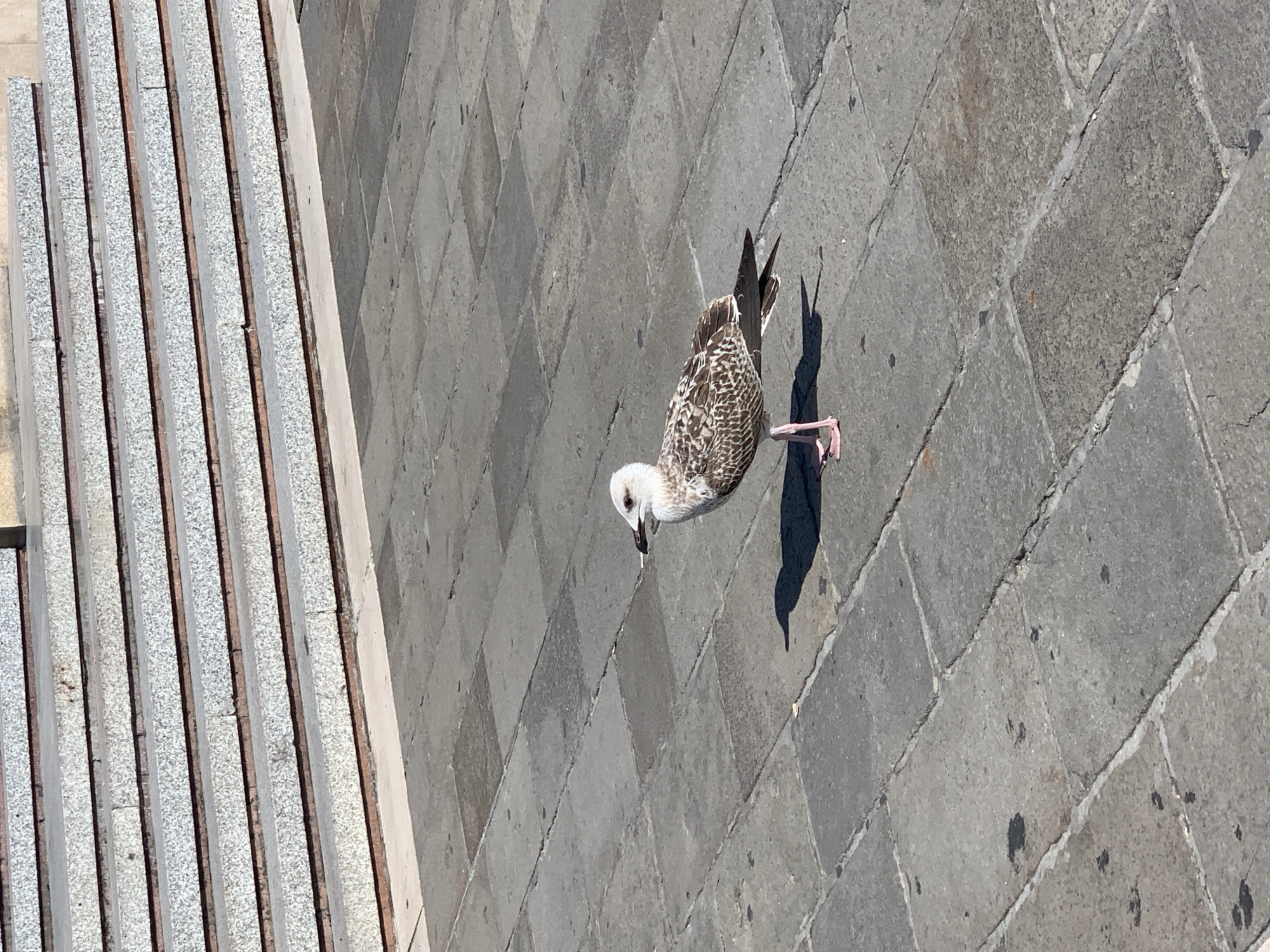 A young seagull stands on a paved square in Venice, Italy. The bird, with mottled brown and white plumage, faces right, its beak slightly open. Its shadow is cast to its left on the gray stone pavement. Behind the seagull, several tiers of stone steps ascend, with red brick visible between the stone slabs. The scene is illuminated by sunlight, creating distinct shadows.