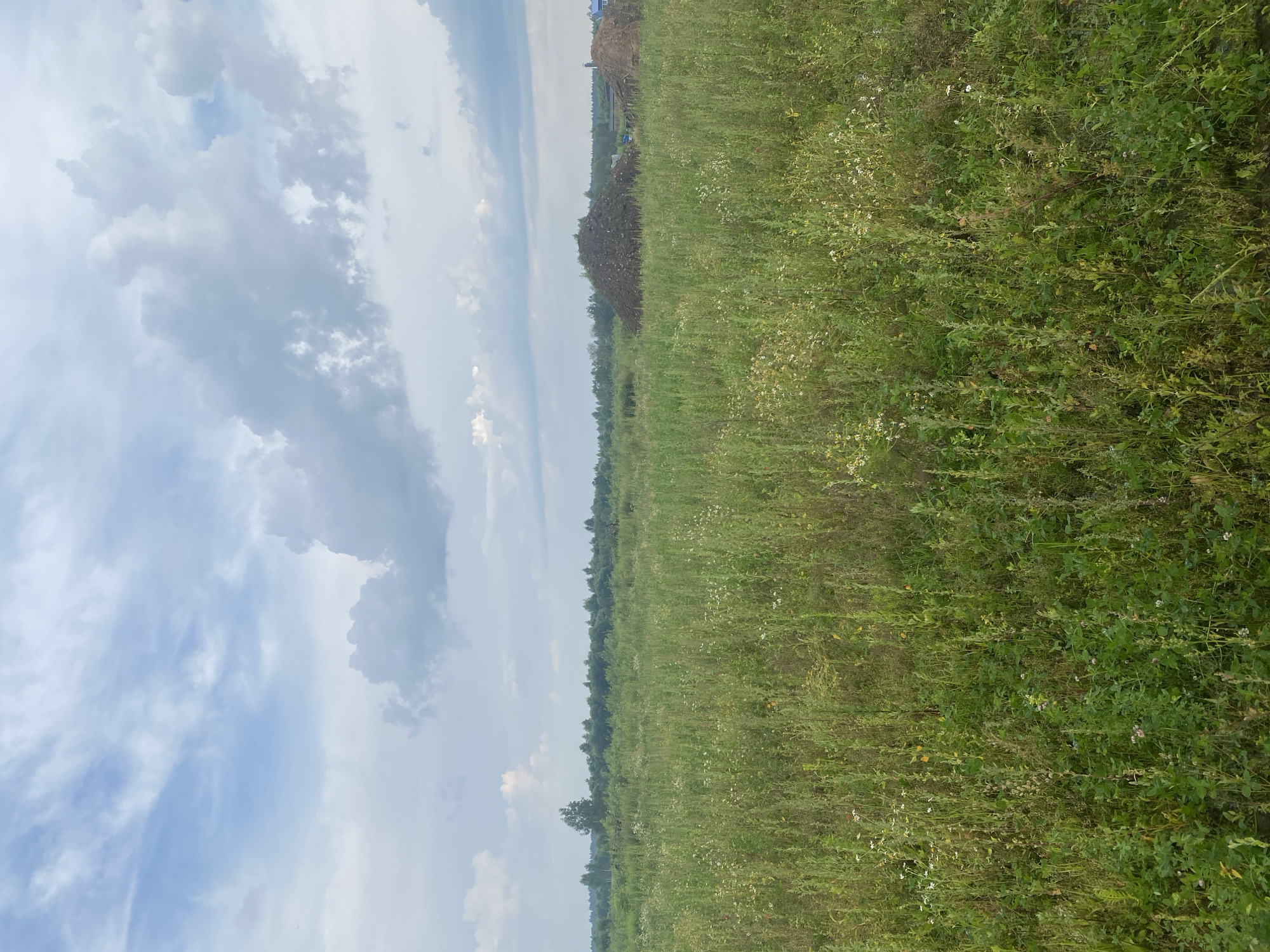 The image depicts an outdoor scene in the city of Zavolzhsky, Russia. The foreground is dominated by a field of tall, green grass and wildflowers, with various plants and some dry stalks visible. In the middle ground, there are two large piles of dirt or soil, suggesting ongoing construction or landscaping work. Beyond the piles, a line of trees forms the horizon, with a single, taller tree standing out on the left side of the frame. In the far background, several structures, including what appears to be a house with a blue roof and a chimney, are partially visible amidst the trees. The sky above is filled with a mix of white and gray clouds against a pale blue background. The overall environment suggests a rural or semi-rural setting within Zavolzhsky.