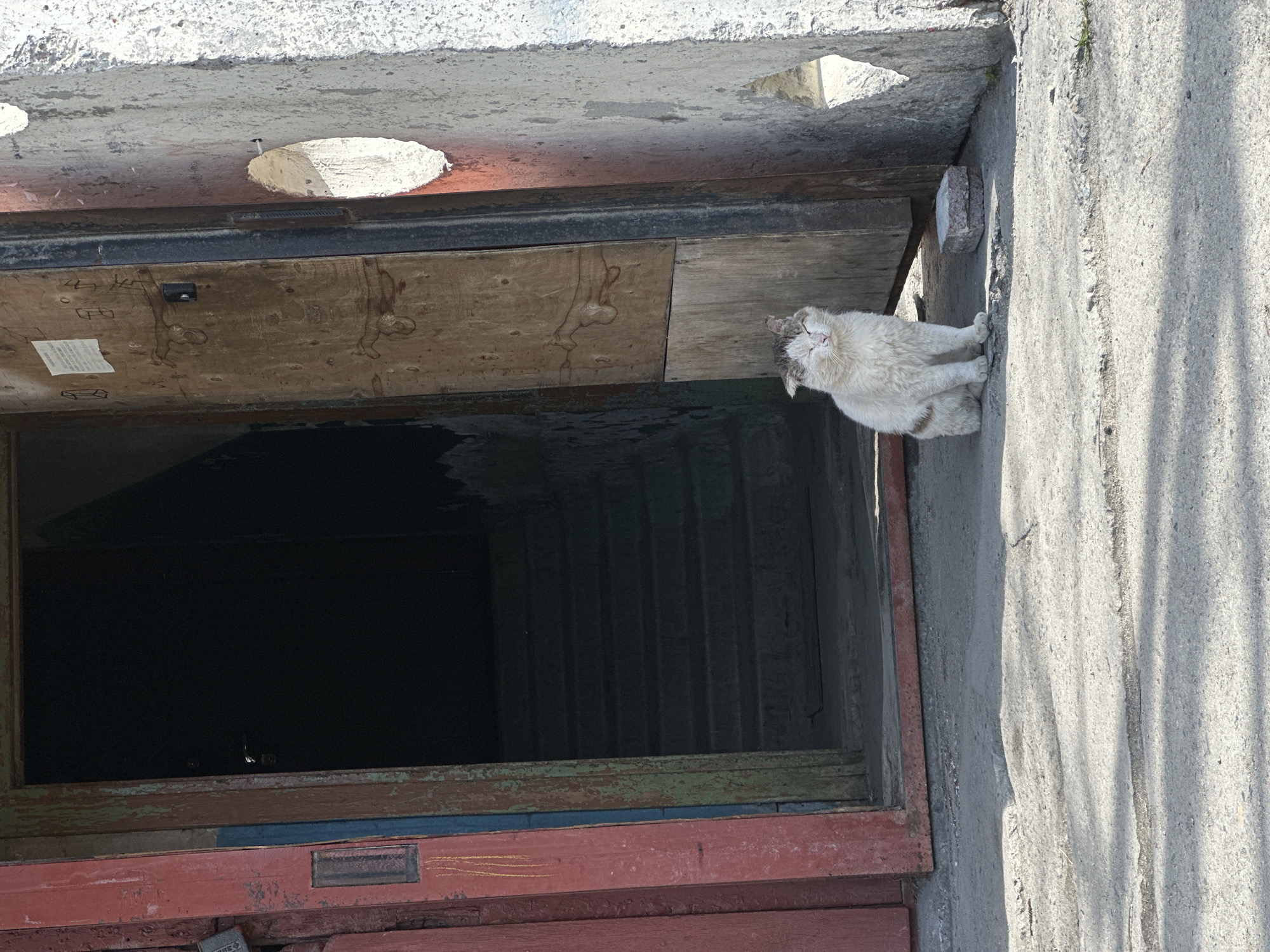 A medium shot depicts an old, weathered structure with a feline perched on its side. The structure appears to be an abandoned or neglected building, with a dark, gaping opening that suggests a missing door or window. The paint is peeling, and the overall condition indicates a state of disrepair.
The cat is light-colored and is situated on a concrete or stone ledge adjacent to the opening. Its posture and position suggest it might be resting or observing the surroundings.
The photograph is taken during daylight hours, as evidenced by the shadows and light levels. The urban location is unknown, but the presence of a building indicates a populated or previously populated area.