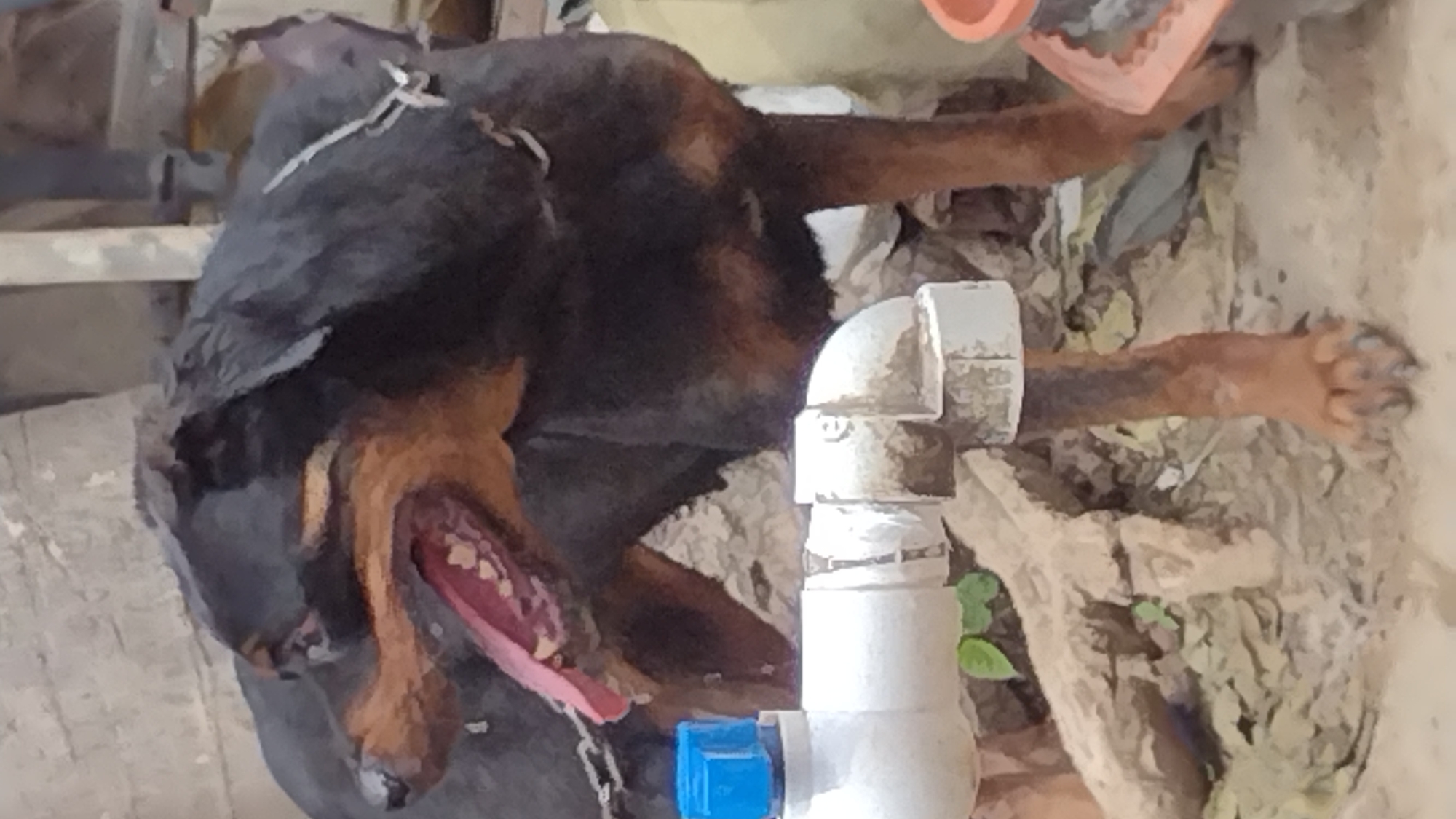 A black and brown dog is lying on its back outdoors. The dog's mouth is open with its tongue protruding. A white PVC pipe with a blue valve is in the foreground. The background consists of debris, what appears to be the side of a wall and some greenery. The location is Jos, Nigeria.