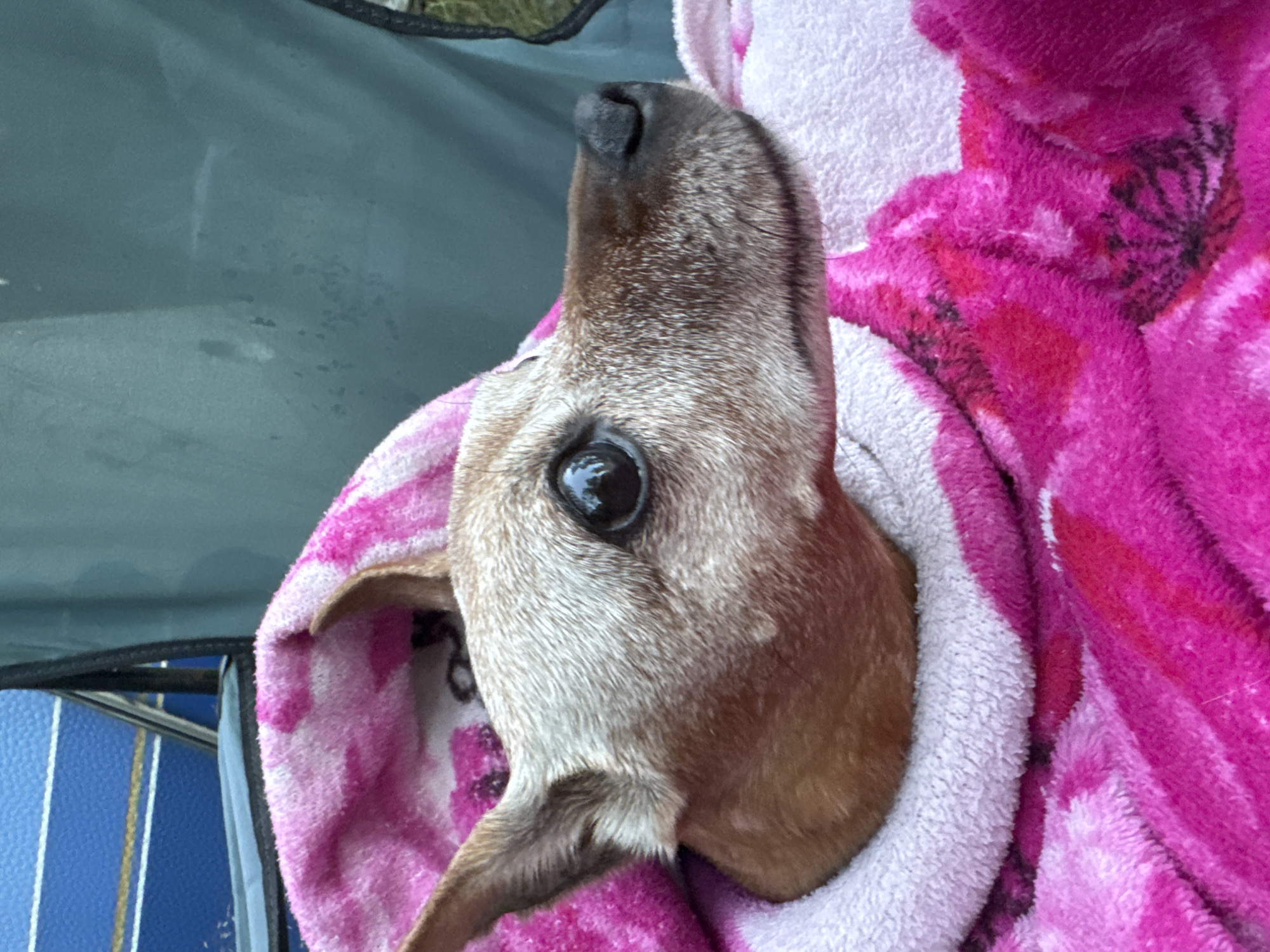 A close-up profile shot shows a small, older dog wrapped in a pink and white floral blanket. The dog has light brown fur with patches of graying around its muzzle and eyes. Its large, dark eye is visible, reflecting the surroundings. The dog's ears are pointed and upright. The blanket is soft and textured, with vibrant pink and white floral patterns. In the background, a blue and white striped object, possibly part of a chair or tent, is visible on the left. A dark green fabric, likely a backpack or another piece of outdoor gear, is on the right. The scene appears to be outdoors, with a hint of greenery at the bottom right, suggesting a natural setting within or near the city of Zelenaya Roshcha, Russia.