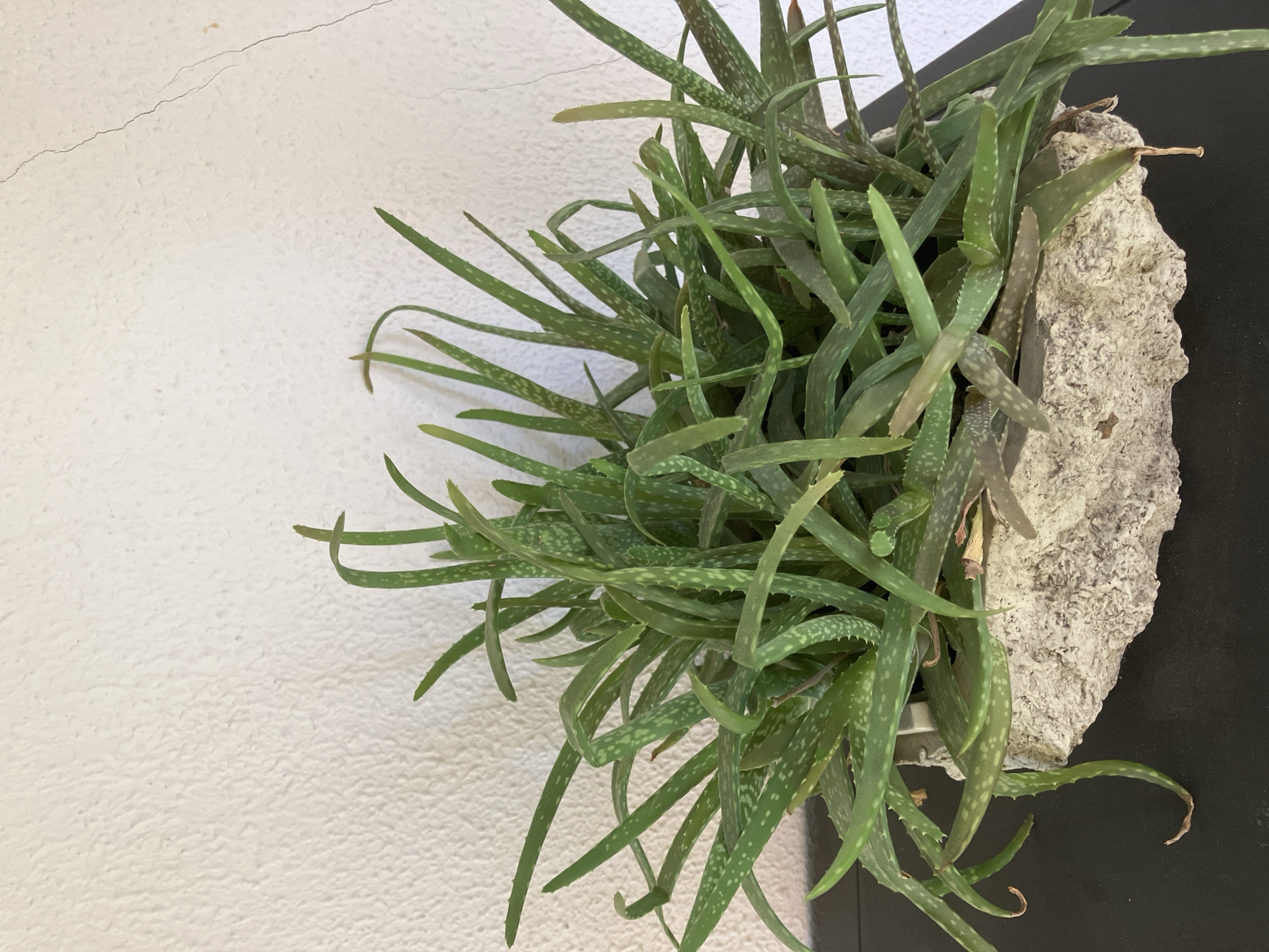 A potted aloe vera plant sits on a dark surface in front of a textured white wall. The plant is dense with numerous green, lance-shaped leaves that are speckled with lighter green spots and have serrated edges. The pot is rectangular and appears to be made of a rough, light-colored material resembling stone or concrete. A thin crack runs vertically on the wall in the upper right portion of the image. The scene is static and there are no people present.